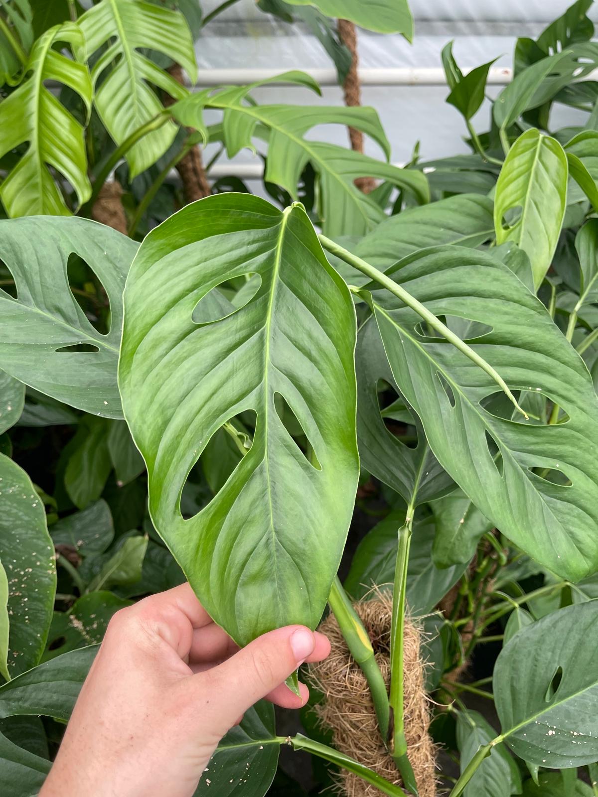 monstera obliqua suriname Monstera Obliqua Suriname | Rare Indoor Plant