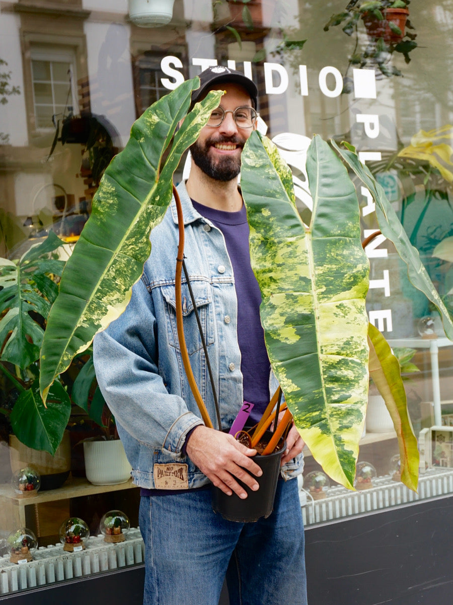 Philodendron Billietiae Variegata XXL