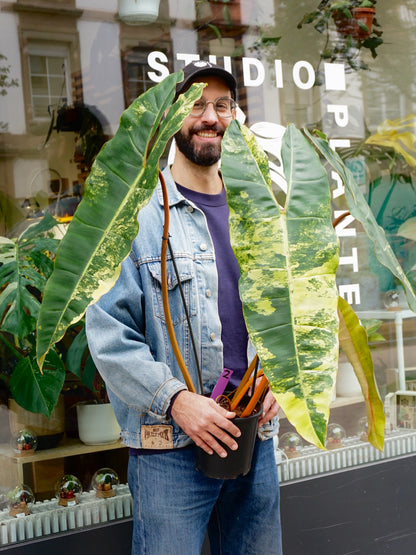 Philodendron Billietiae Variegata XXL