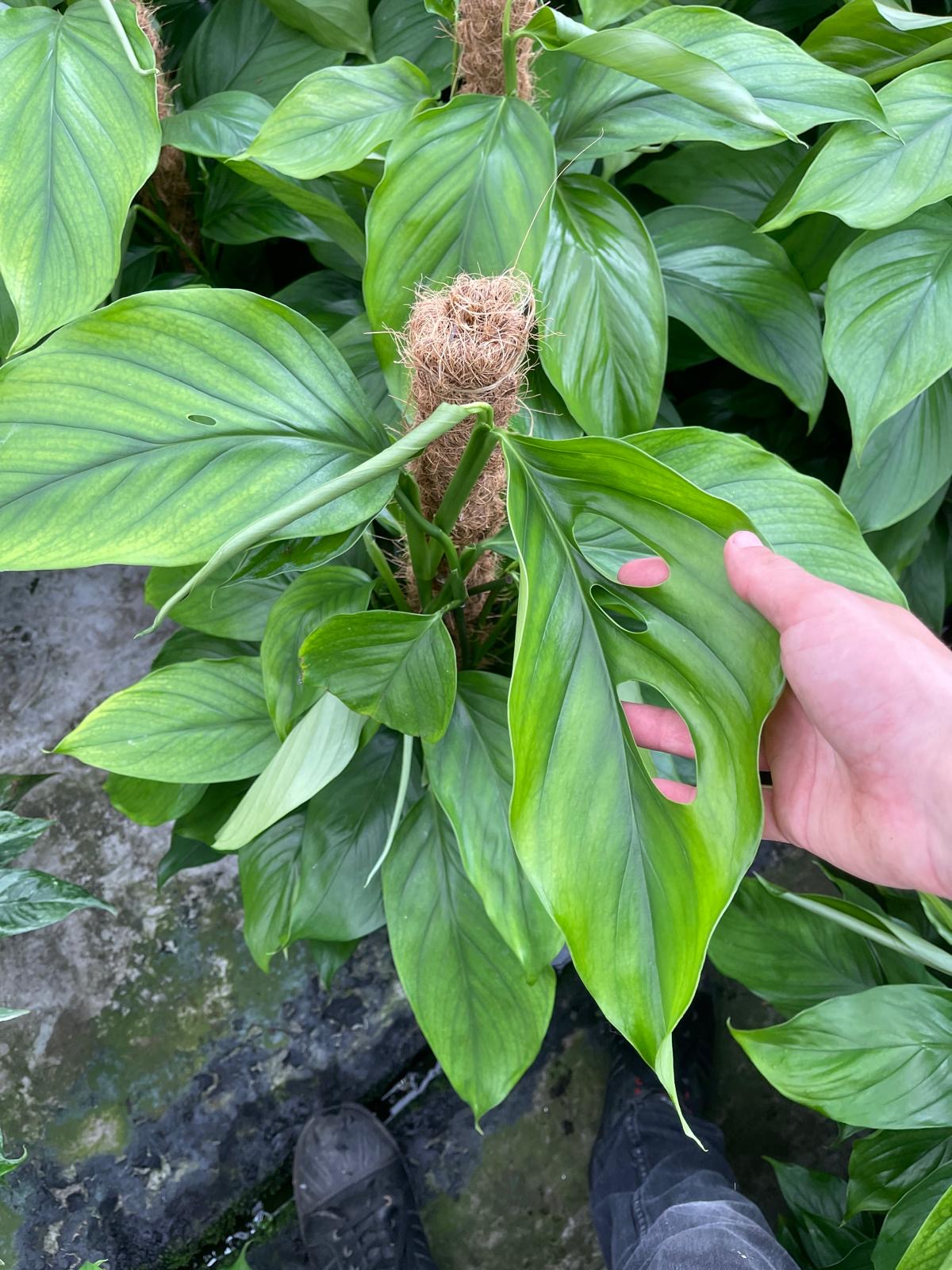 Monstera Acacoyaguensis