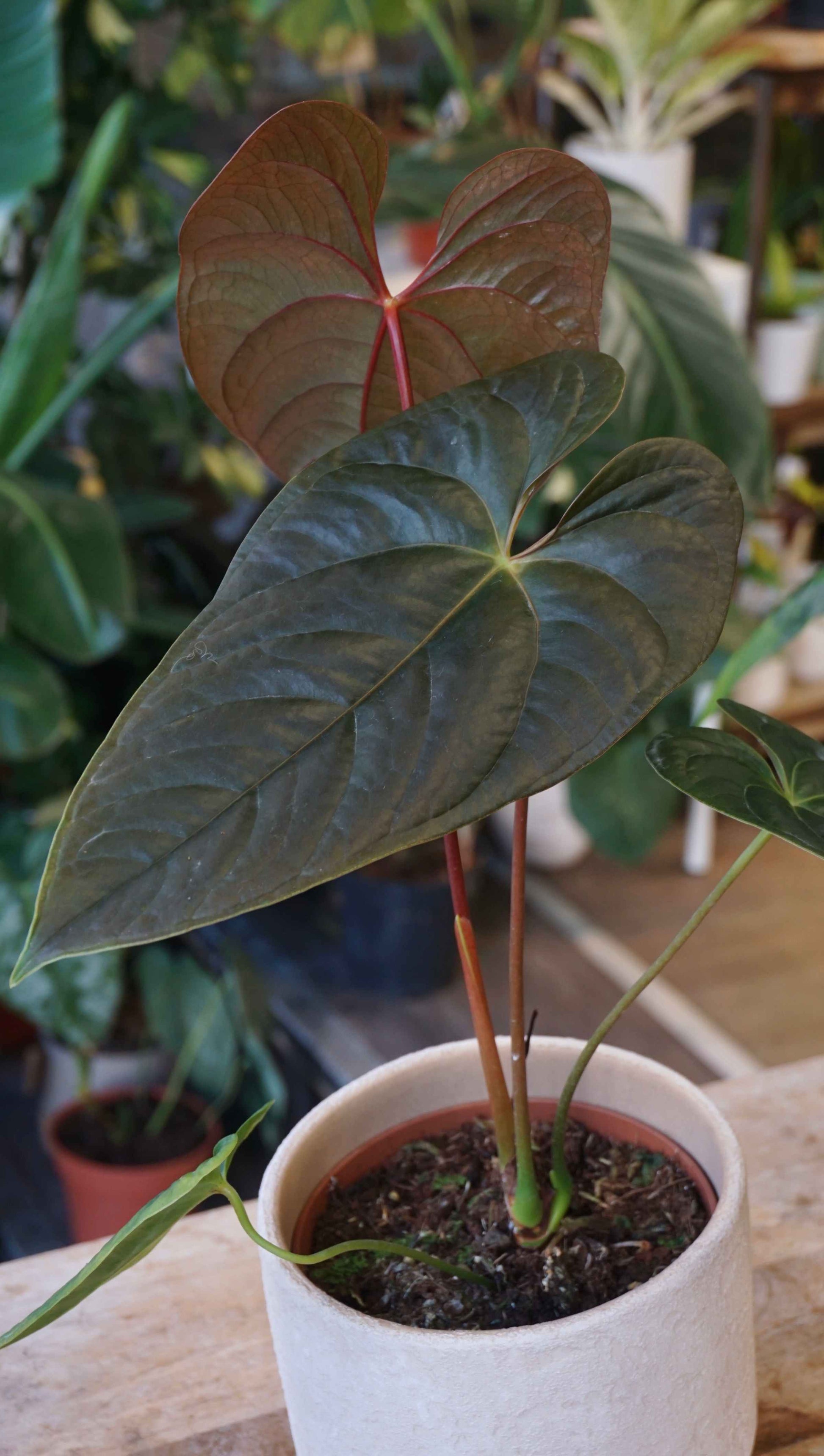 anthurium online sale Anthurium Moodeanum – Studio Plantes