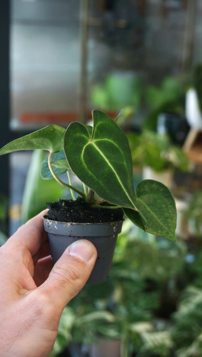 anthurium clarinervium rare Anthurium Clarinervium baby | Rare Indoor Plant