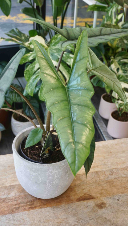dragon's breath plant indoors Alocasia Dragon Breath | Rare Houseplant