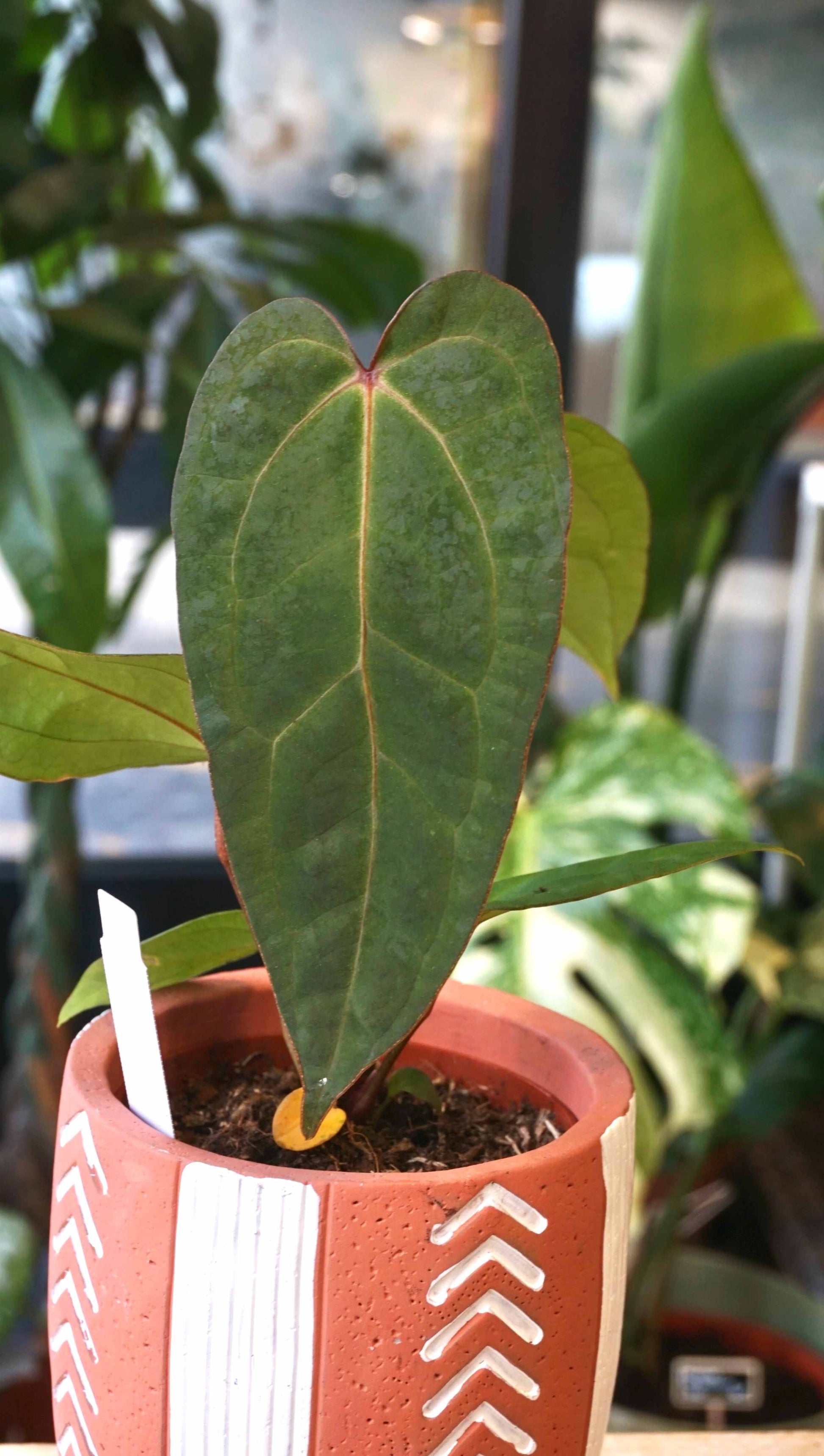 anthurium delicia Anthurium Dark Desire - Studio Plantes