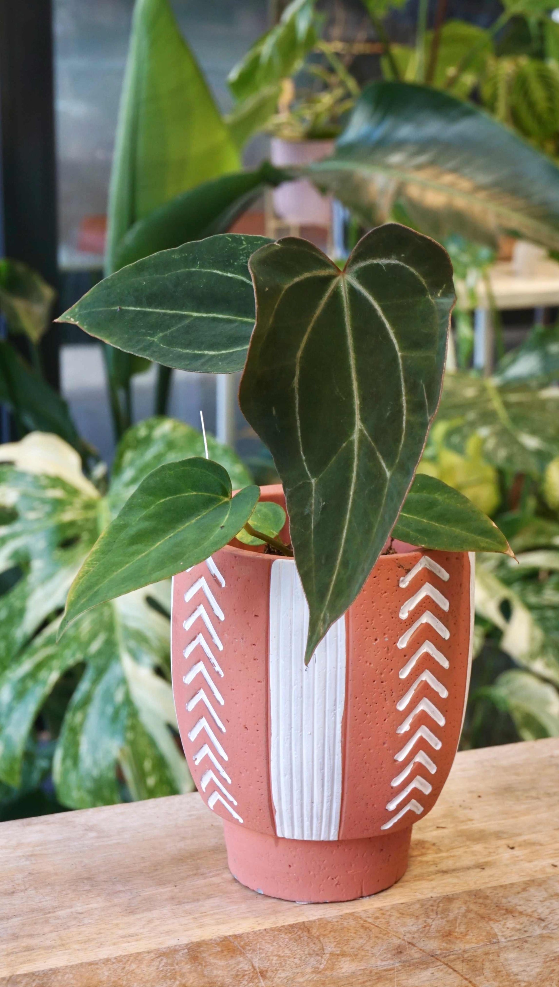 anthurium comanda online Anthurium Dark Desire - Studio Plantes
