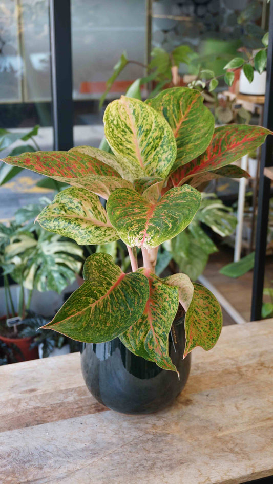 Aglaonema Grand Boquet studio plantes rares jungle jardinerie strasbourg rare plant shop online pflanzen