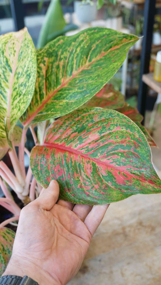 Aglaonema Grand Boquet studio plantes rares jungle jardinerie strasbourg rare plant shop online pflanzen