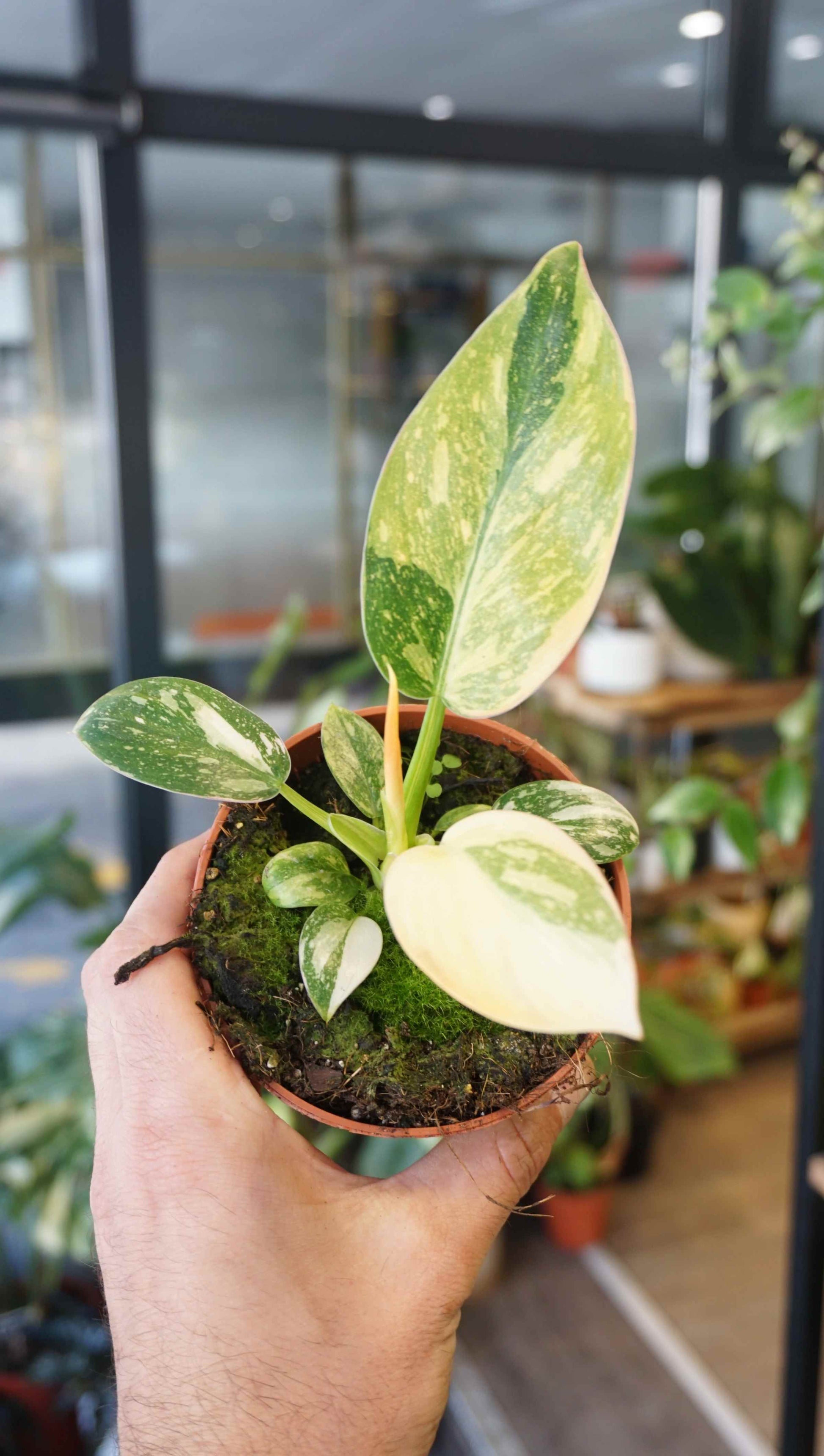 philodendron green congo marble variegated Philodendron Green Congo Variegata | Rare plant