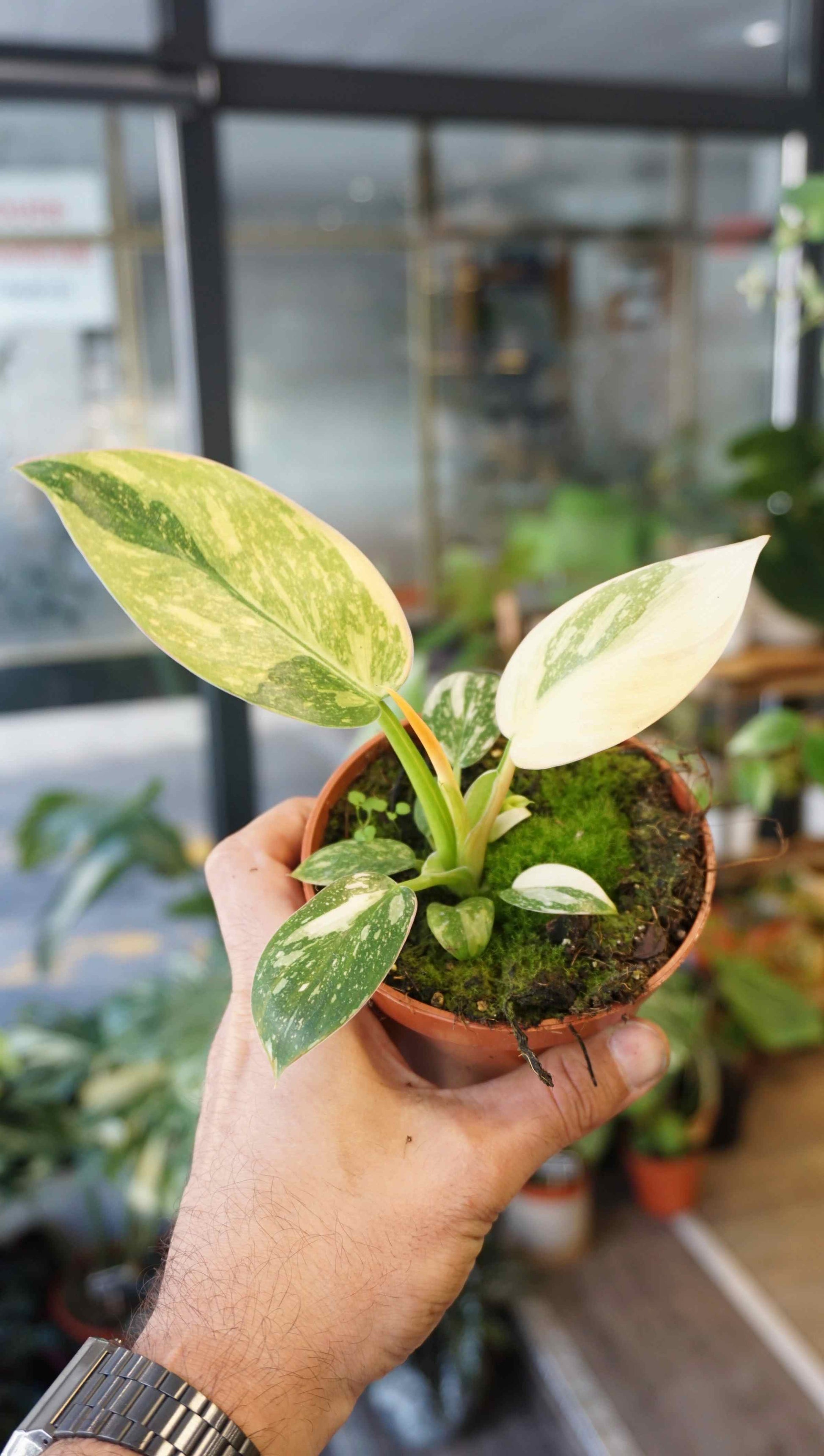 philodendron variegata Philodendron Green Congo Variegata | Rare plant