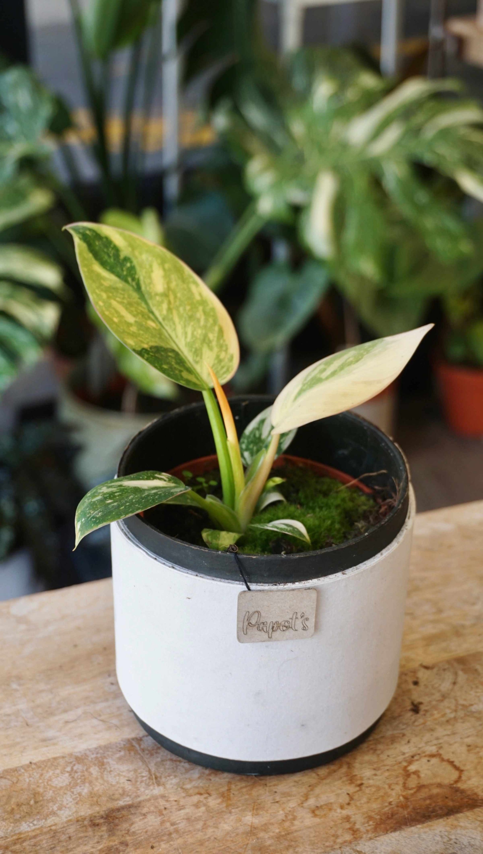 philodendron green congo marble variegated Philodendron Green Congo Variegata | Rare plant