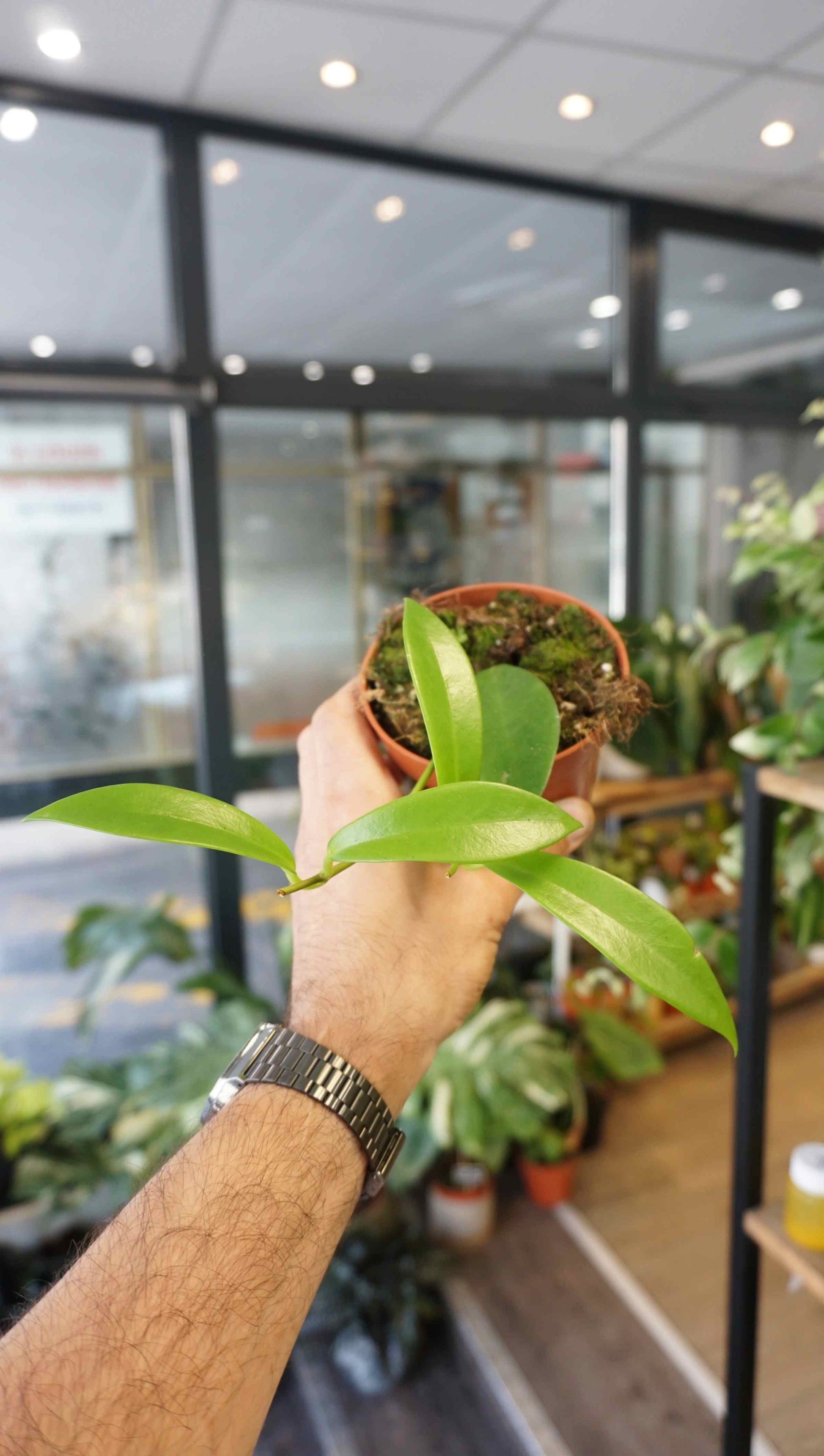 black dragon plant indoor Hoya Black Dragon | Flowering Indoor Plant