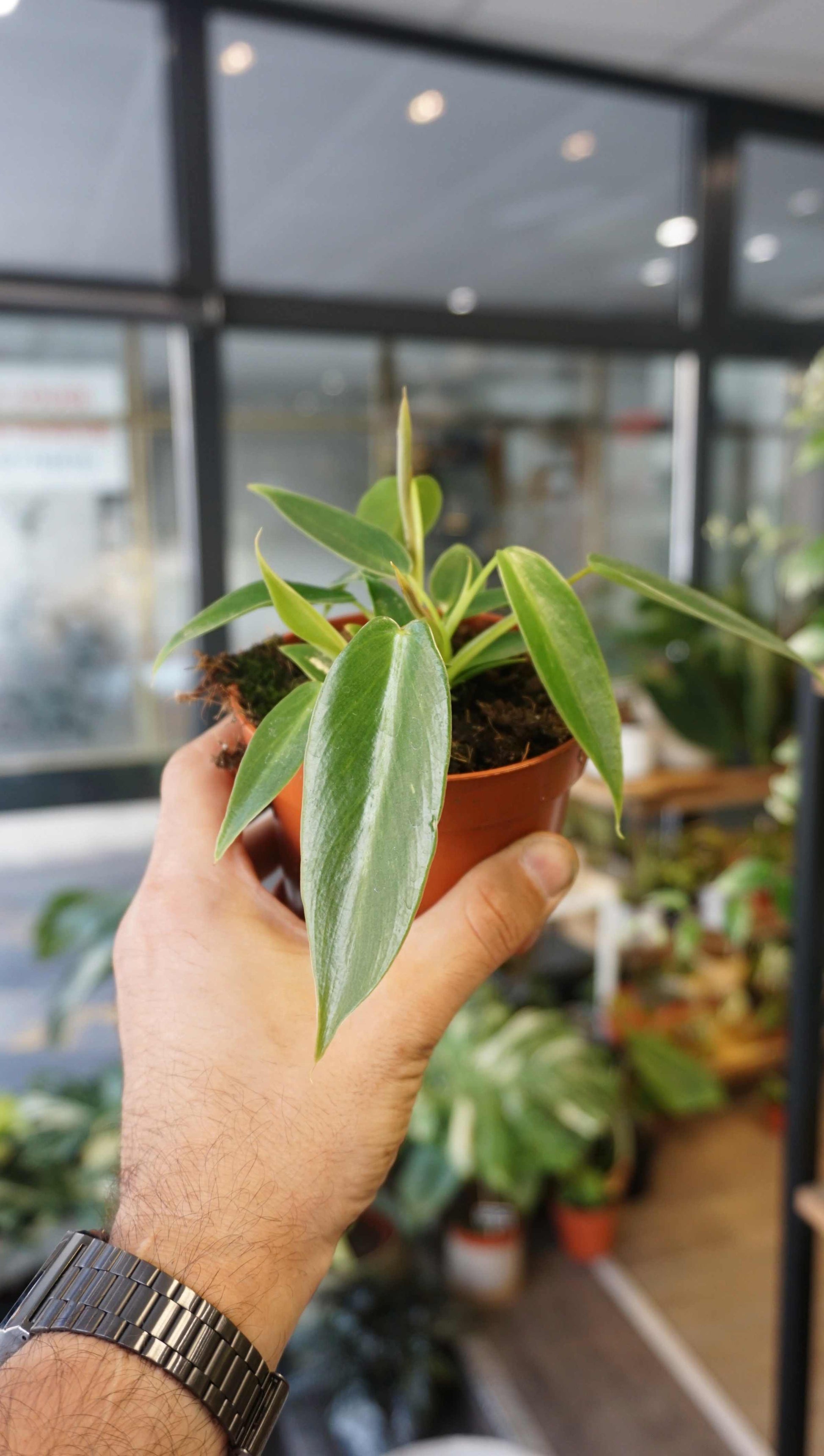 philodendron baby Philodendron Spiritus Sancti | Rare Indoor Plant