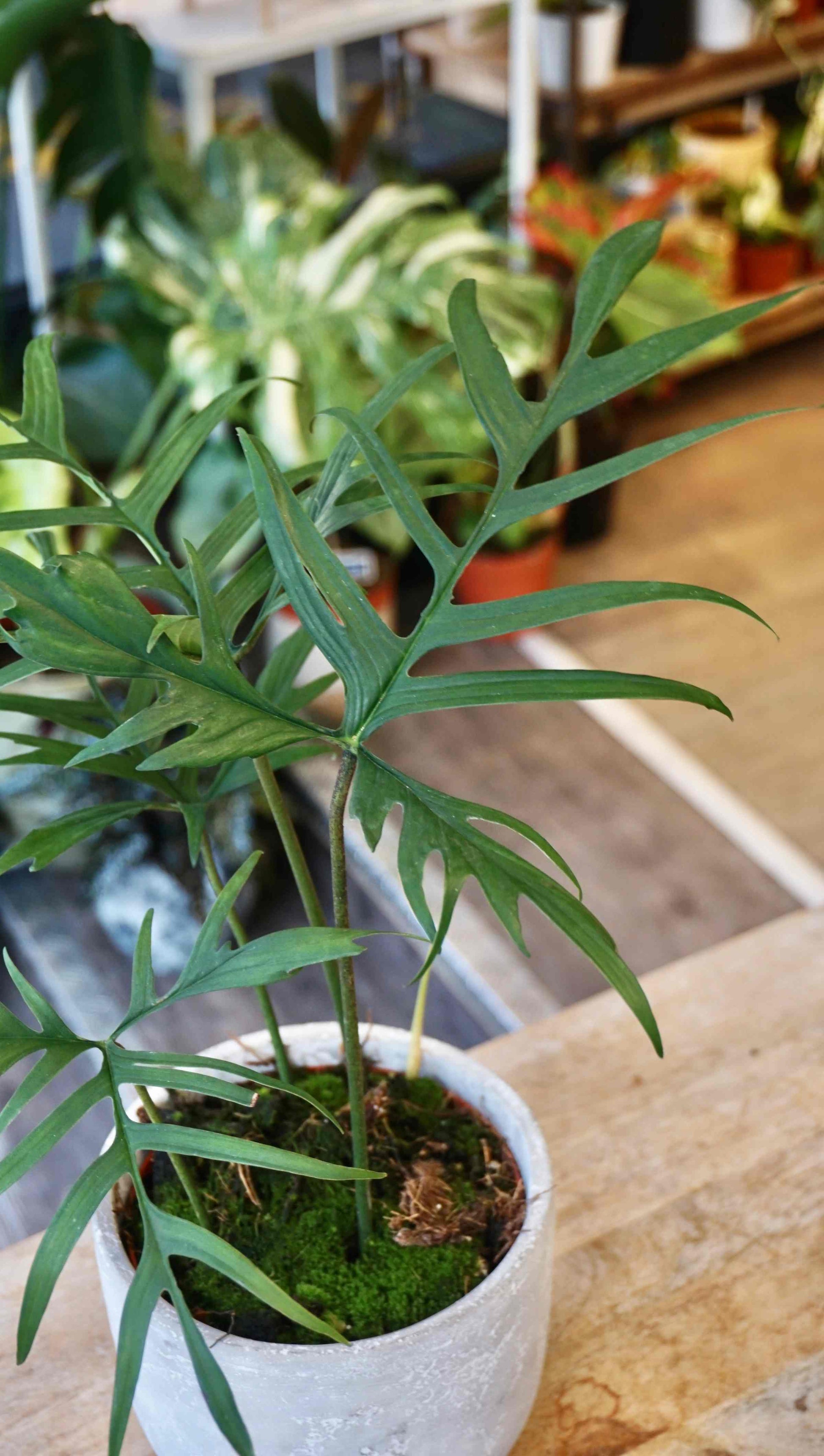 buy philodendron online Philodendron Polypodioides – Studio Plantes