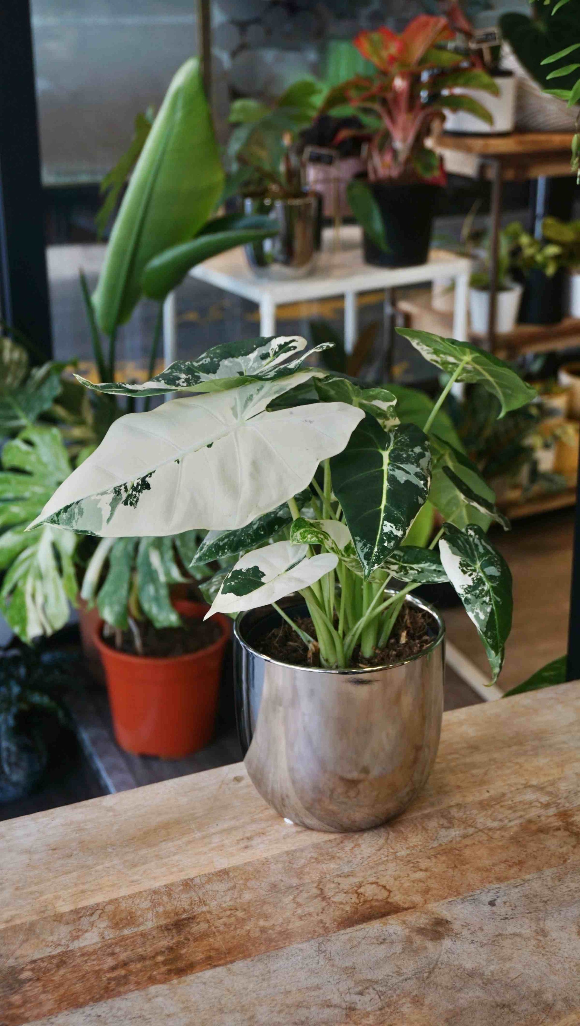 Alocasia Frydek Variegata | Seltene Zimmerpflanze