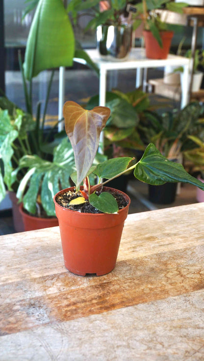 anthurium maplesaga Anthurium Drewsy Horizon - Studio Plantes