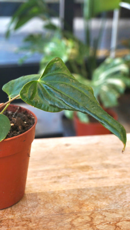 anthurium maplesaga Anthurium Drewsy Horizon - Studio Plantes