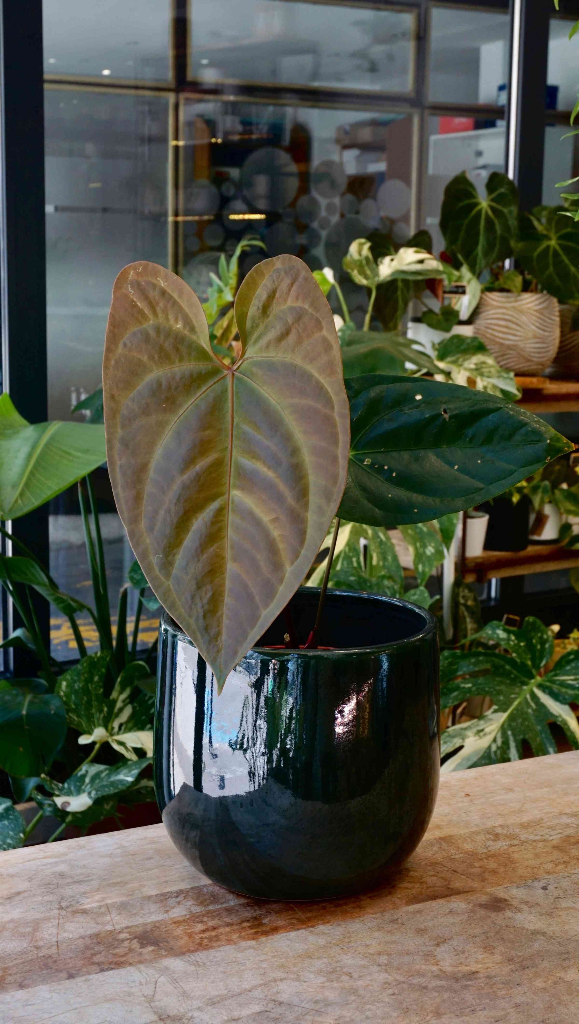 anthurium bleu flers horaires Anthurium Bluesy Horizon | Plante rare d'Intérieur