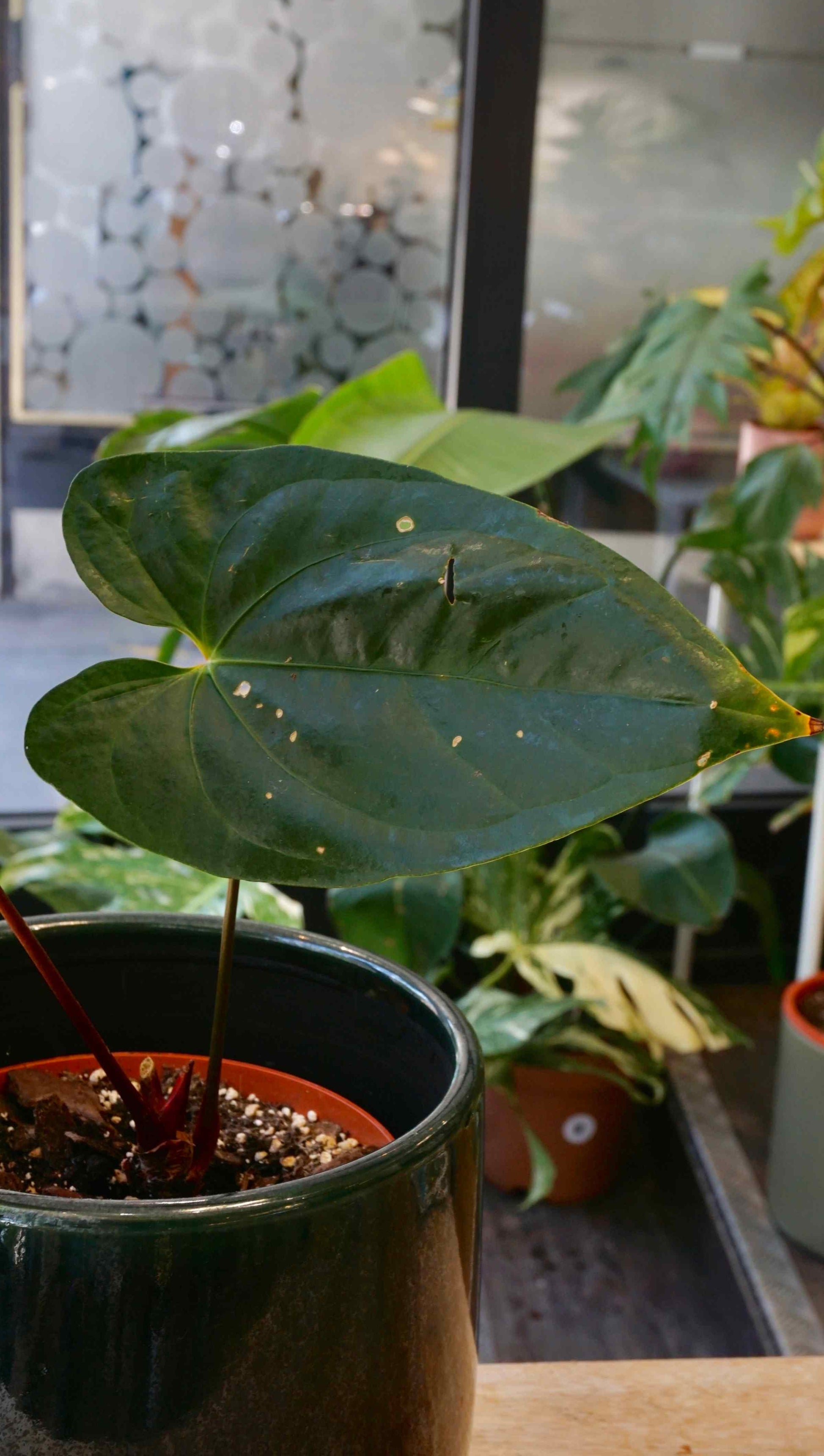 anthurium bleu flers horaires Anthurium Bluesy Horizon | Plante rare d'Intérieur