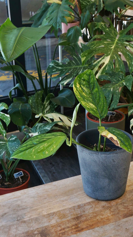 Monstera Karstenianum Variegata studio plantes rares jungle jardinerie strasbourg rare plant shop online pflanzen