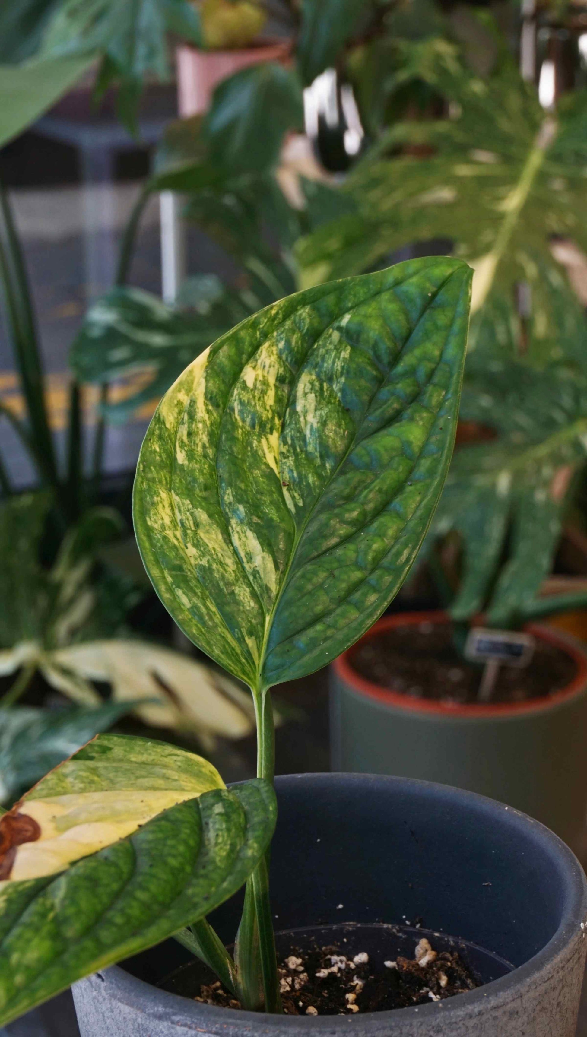 philodendron karstenianum Monstera Karstenianum Variegata | Rare Indoor Plant