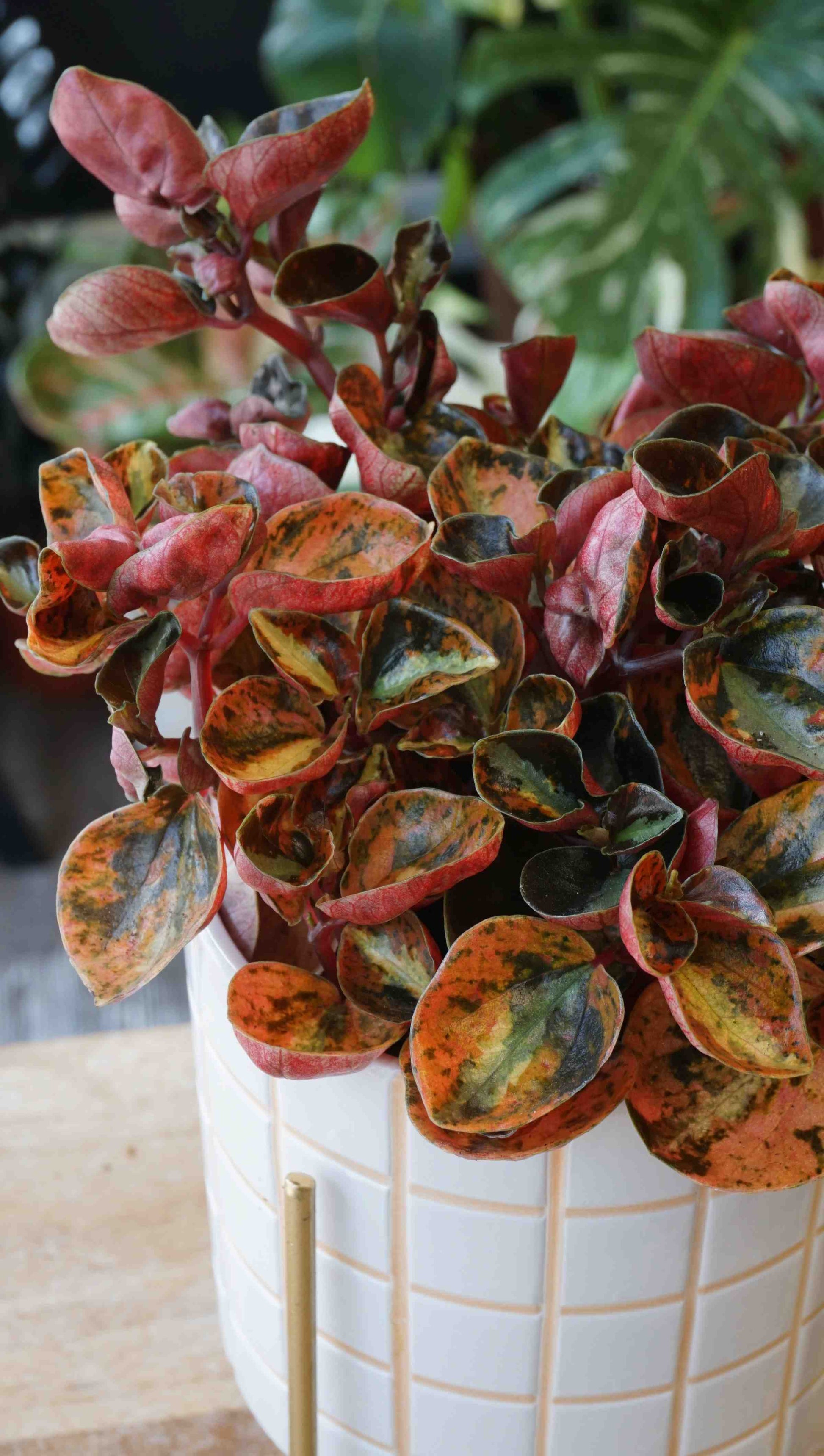 anthurium feuilles brulees Peperomia Creme Brulee | Petite Plante d'Intérieur