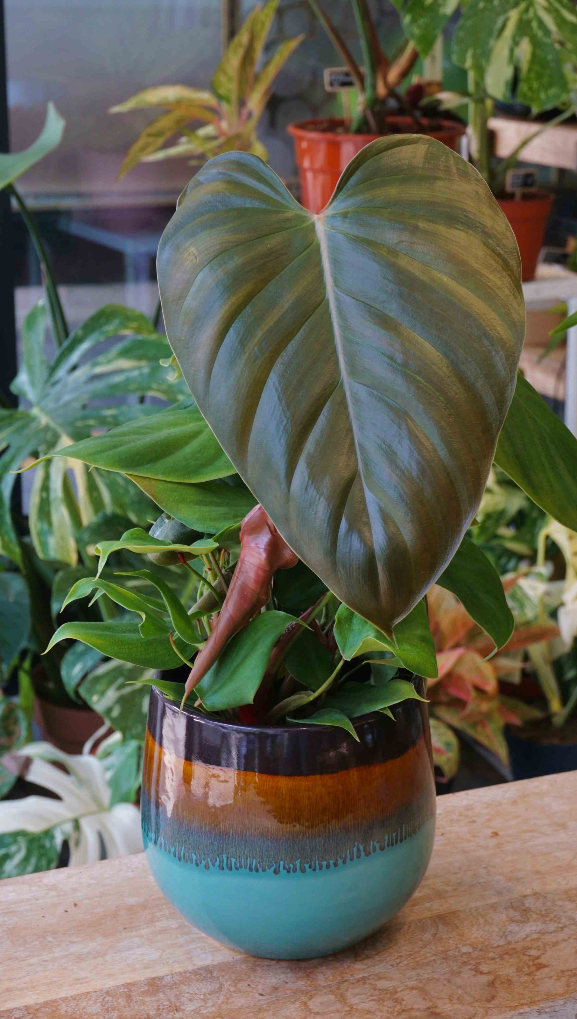 buy philodendron online eu Philodendron Philodendron Lynamii | Rare plant