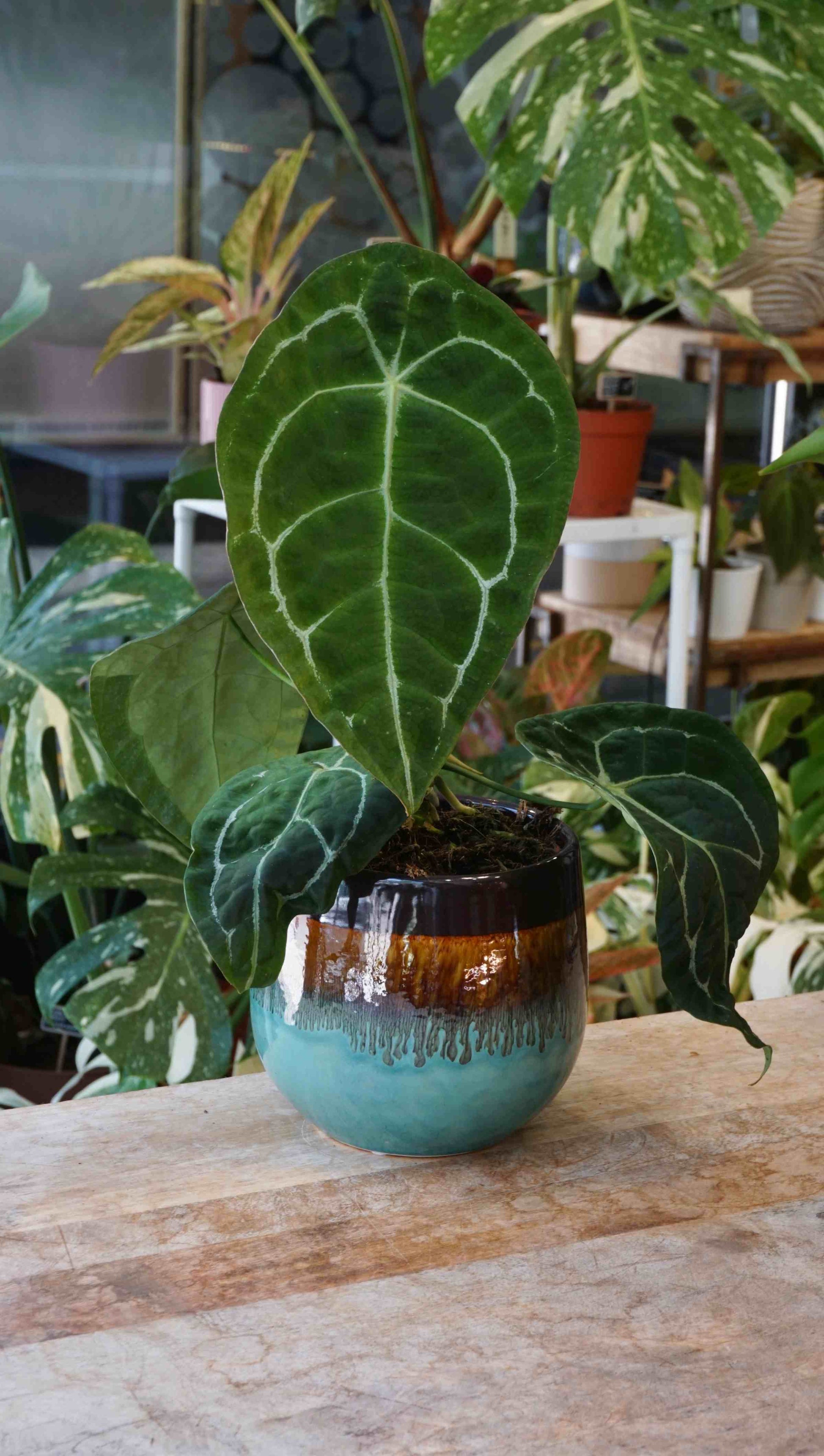 philodendron forgetii Anthurium Forgetii | Rare Indoor Plant