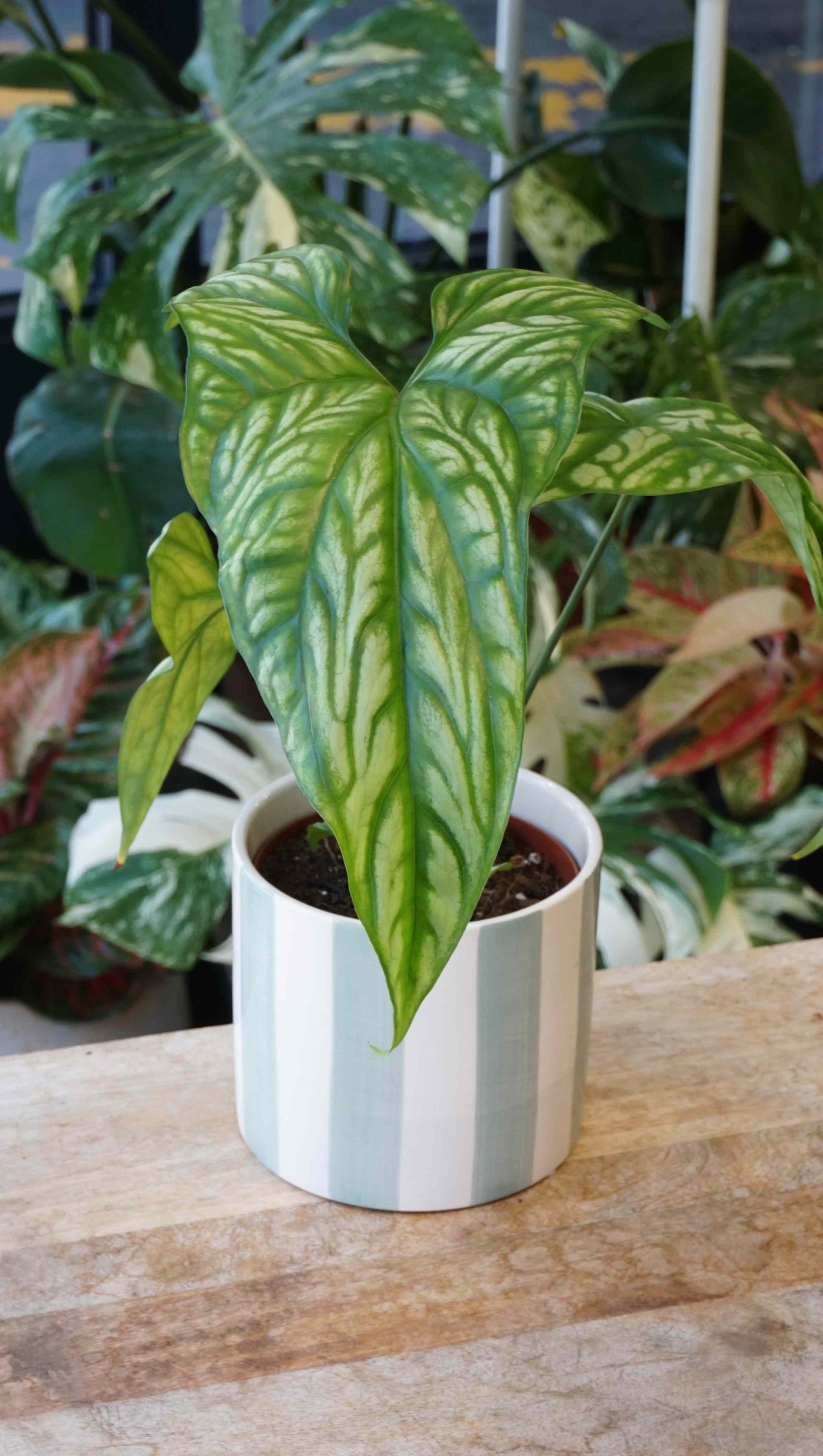 philodendron cercestis mirabilis Cercestis Mirabilis – Studio Plantes