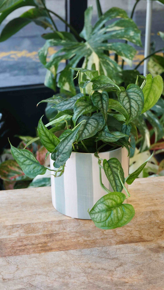 Monstera Siltepecana studio plantes rares jungle jardinerie strasbourg rare plant shop online pflanzen