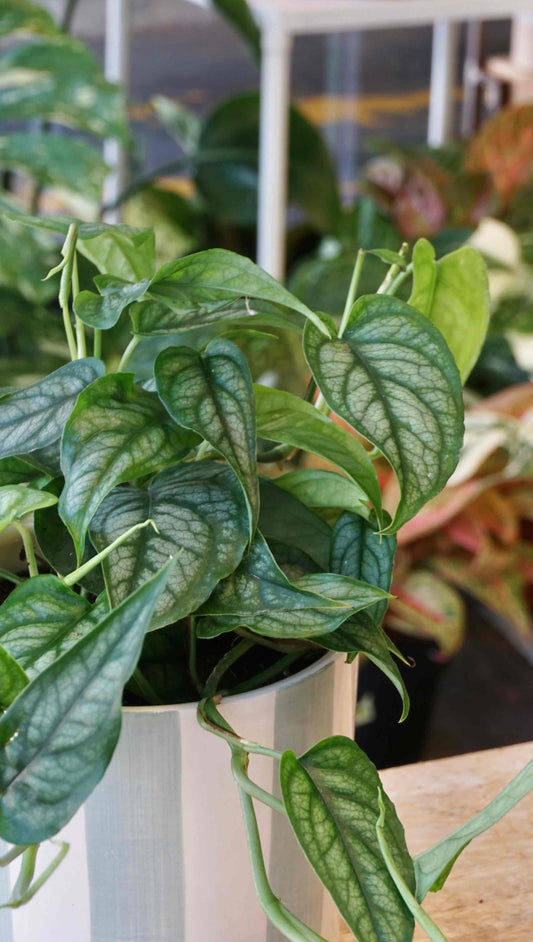 Monstera Siltepecana studio plantes rares jungle jardinerie strasbourg rare plant shop online pflanzen