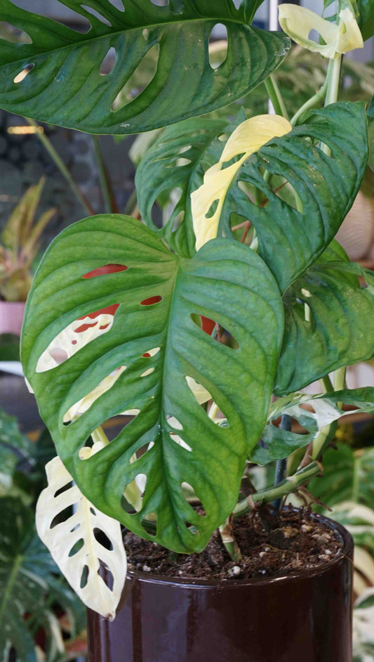 Monstera Adansonii Japanese Tricolore Studio plantes rares jungle jardinerie strasbourg rare plant shop online pflanzen