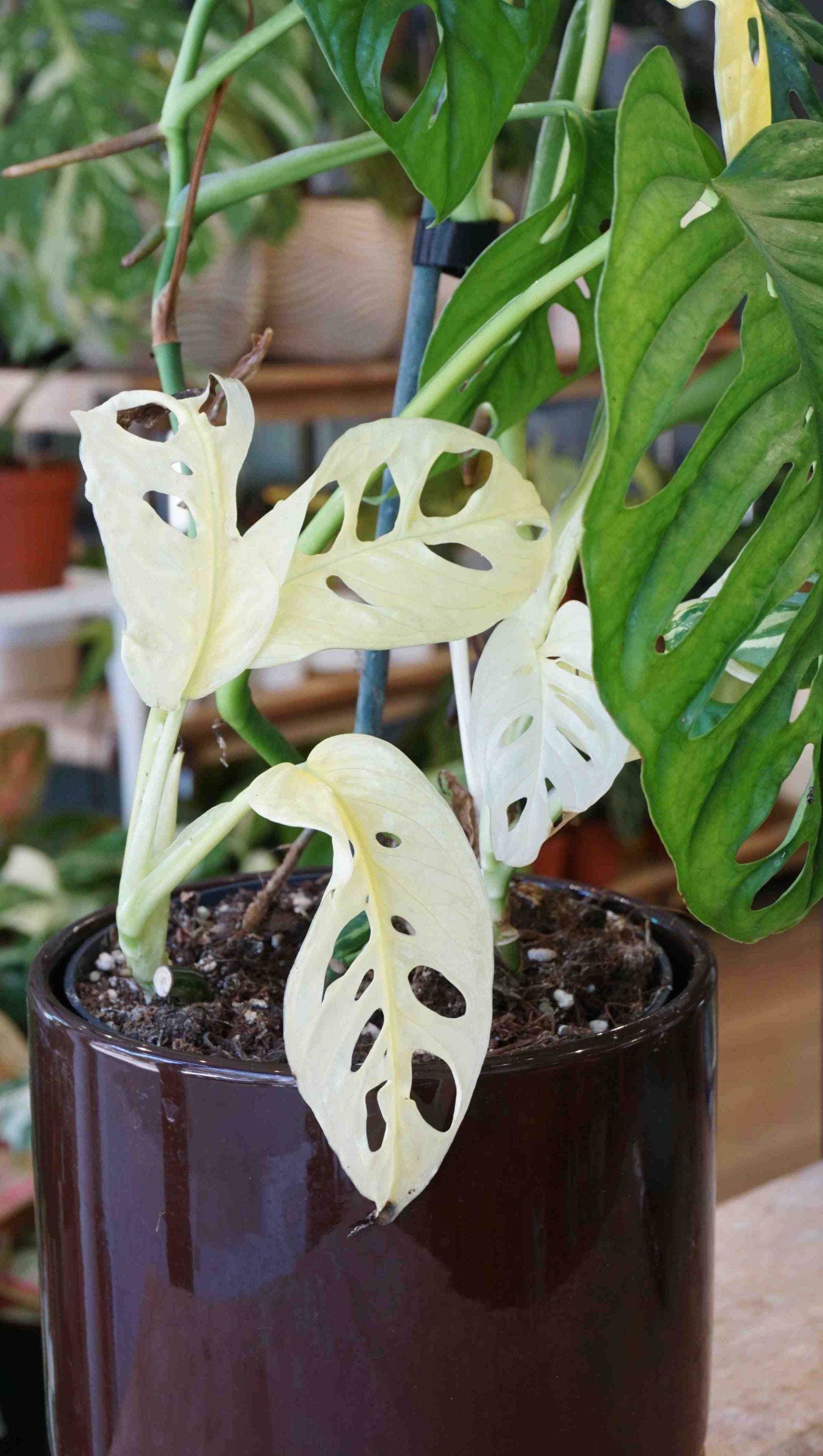 monstera adansonii tri color Monstera Adansonii Japanese Tricolor – Studio Plantes
