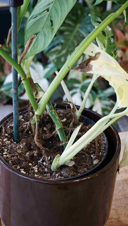 monstera adansonii tri color Monstera Adansonii Japanese Tricolor – Studio Plantes