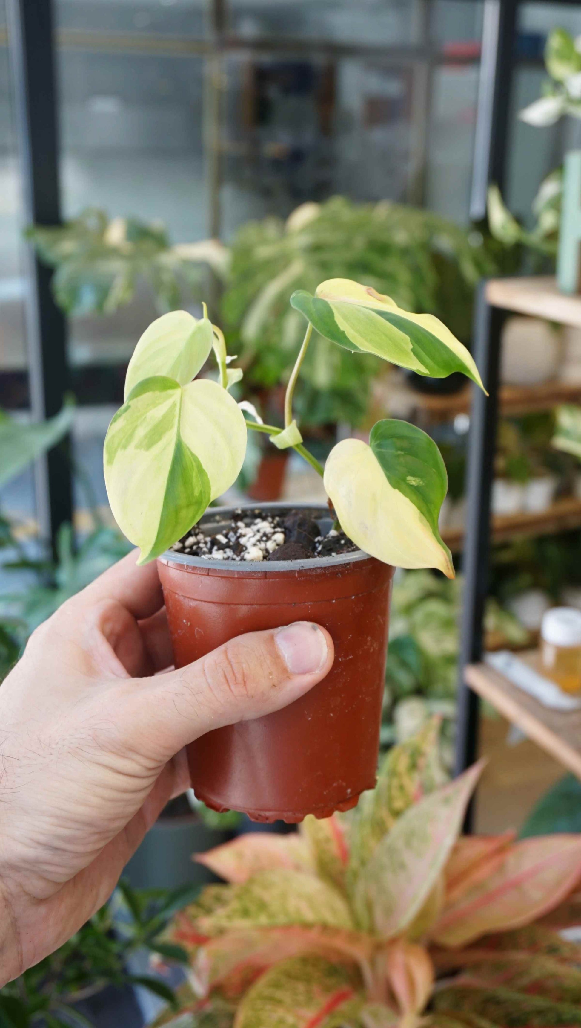 philodendron micans variegated Philodendron Micans Variegata | Rare plant