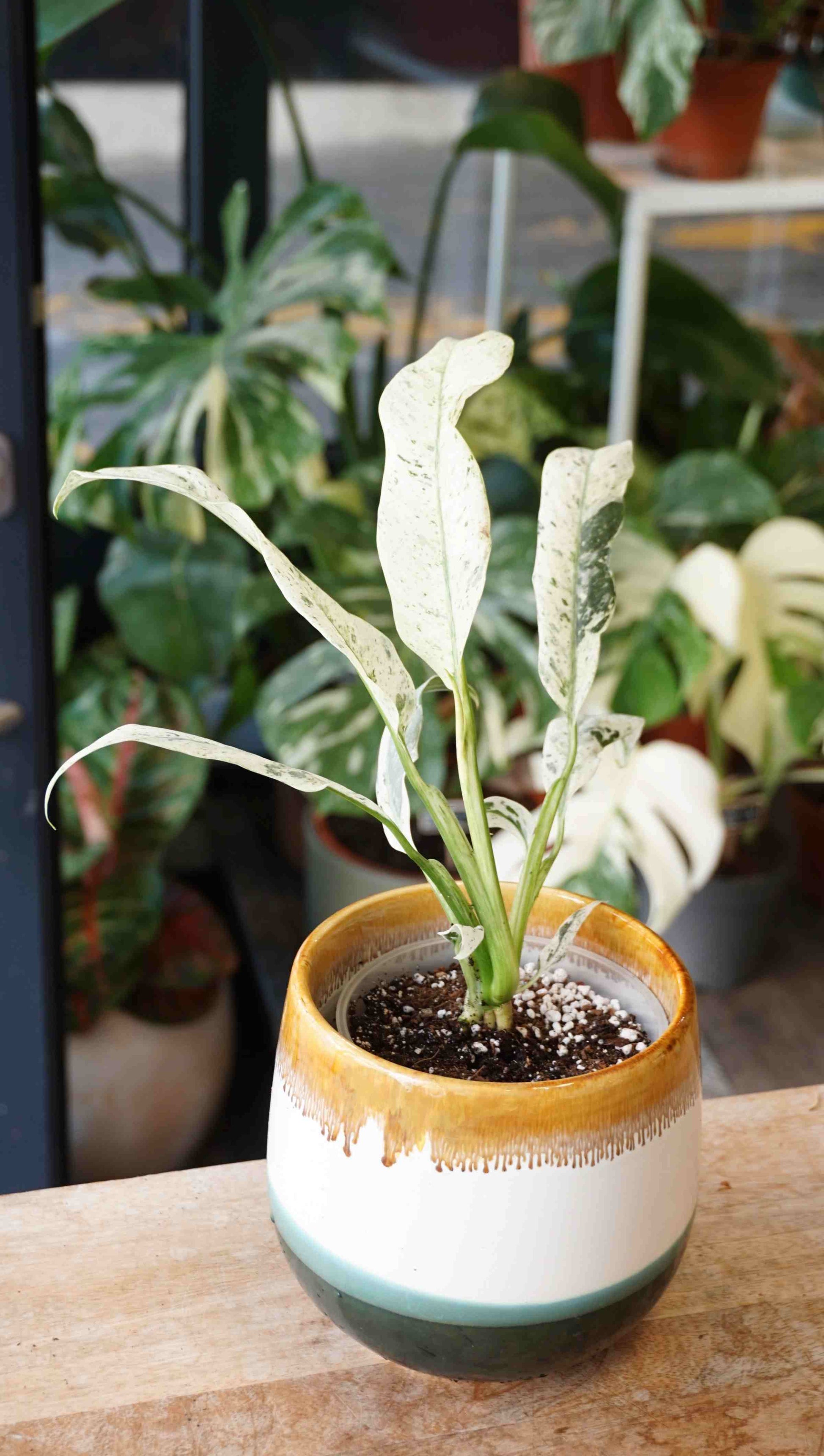 Epipremnum Giganteum Variegata studio plantes rares jungle jardinerie strasbourg rare plant shop online pflanzen