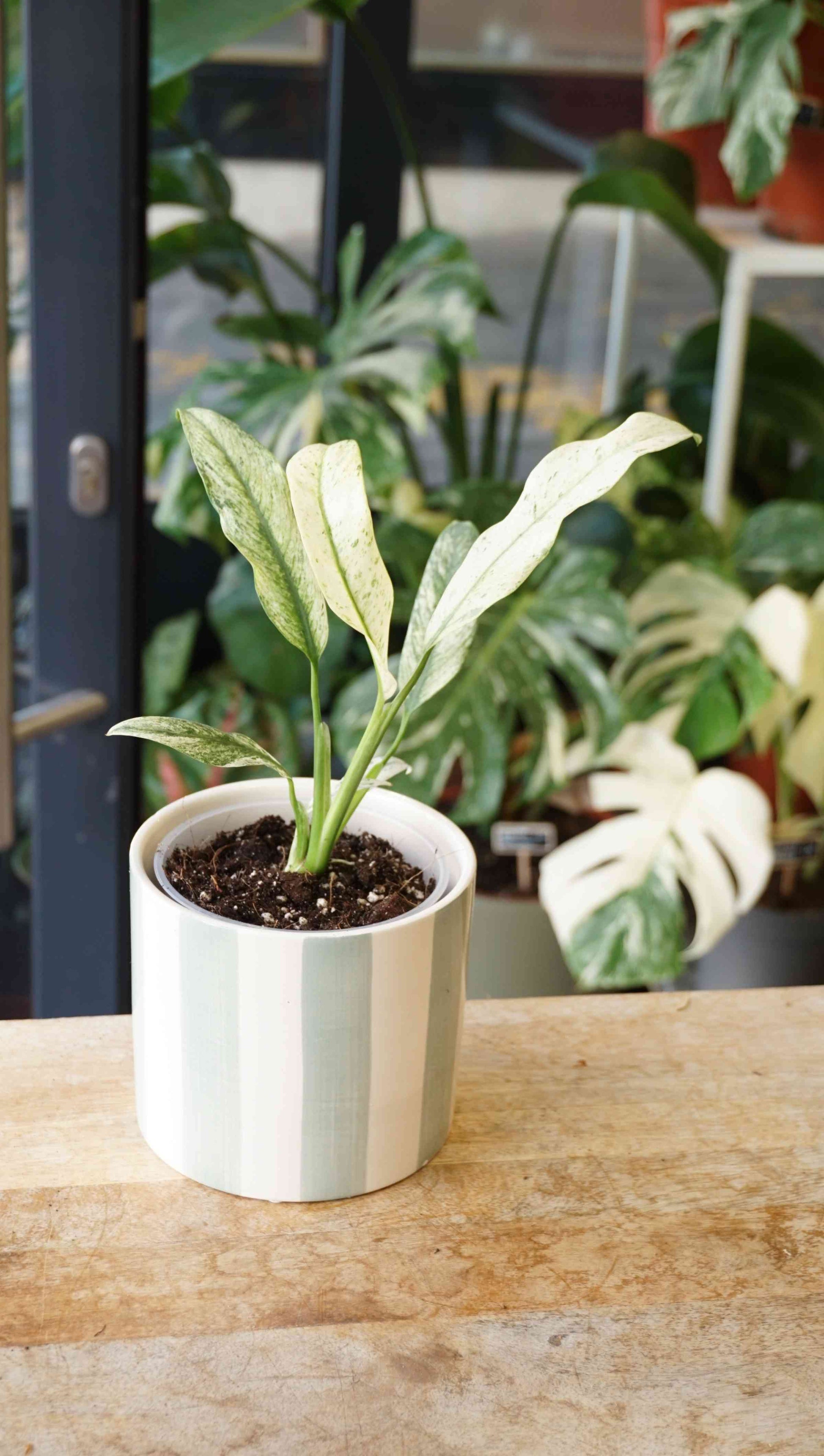 Epipremnum Giganteum Variegata studio plantes rares jungle jardinerie strasbourg rare plant shop online pflanzen