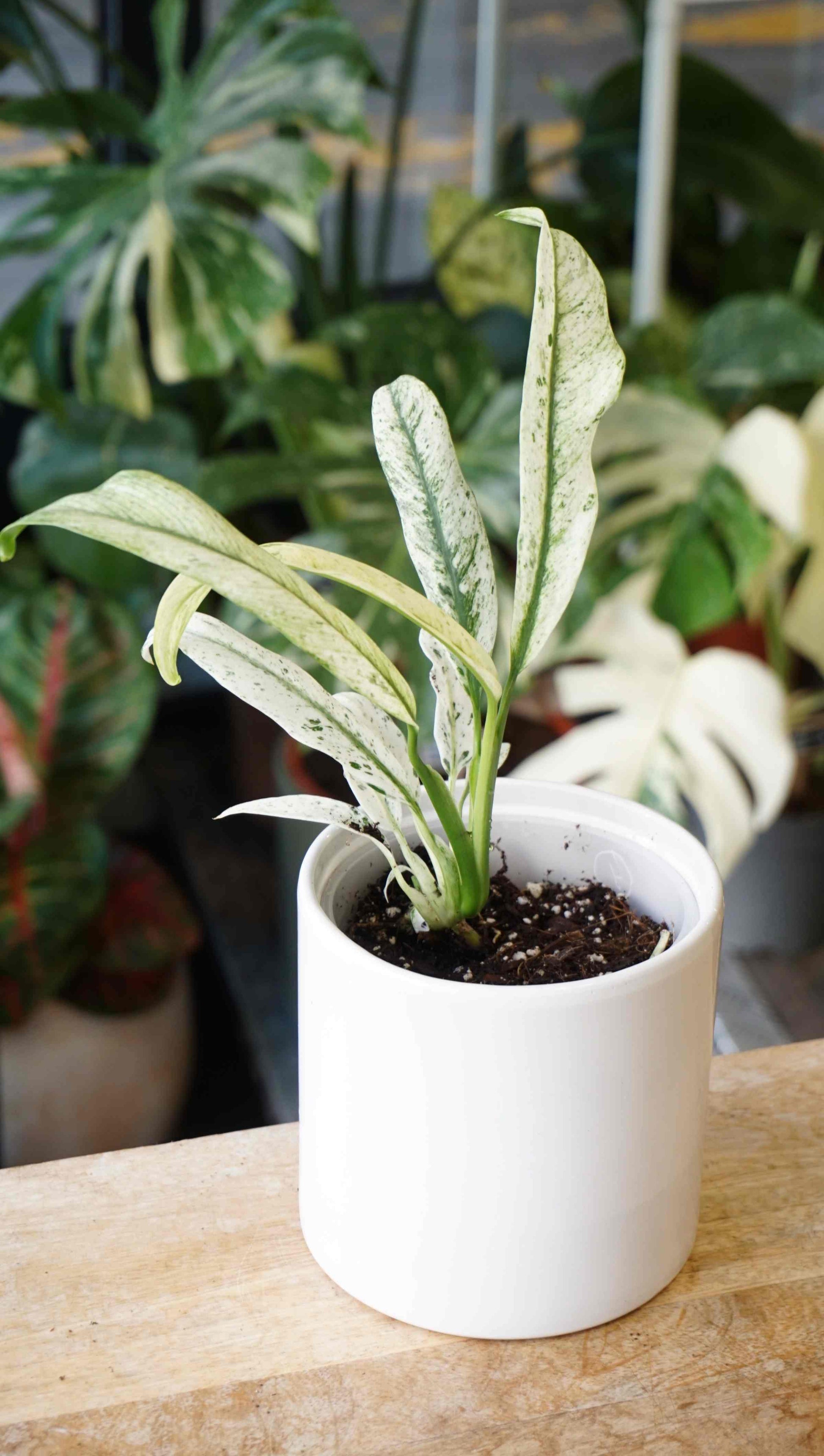 Epipremnum Giganteum Variegata studio plantes rares jungle jardinerie strasbourg rare plant shop online pflanzen