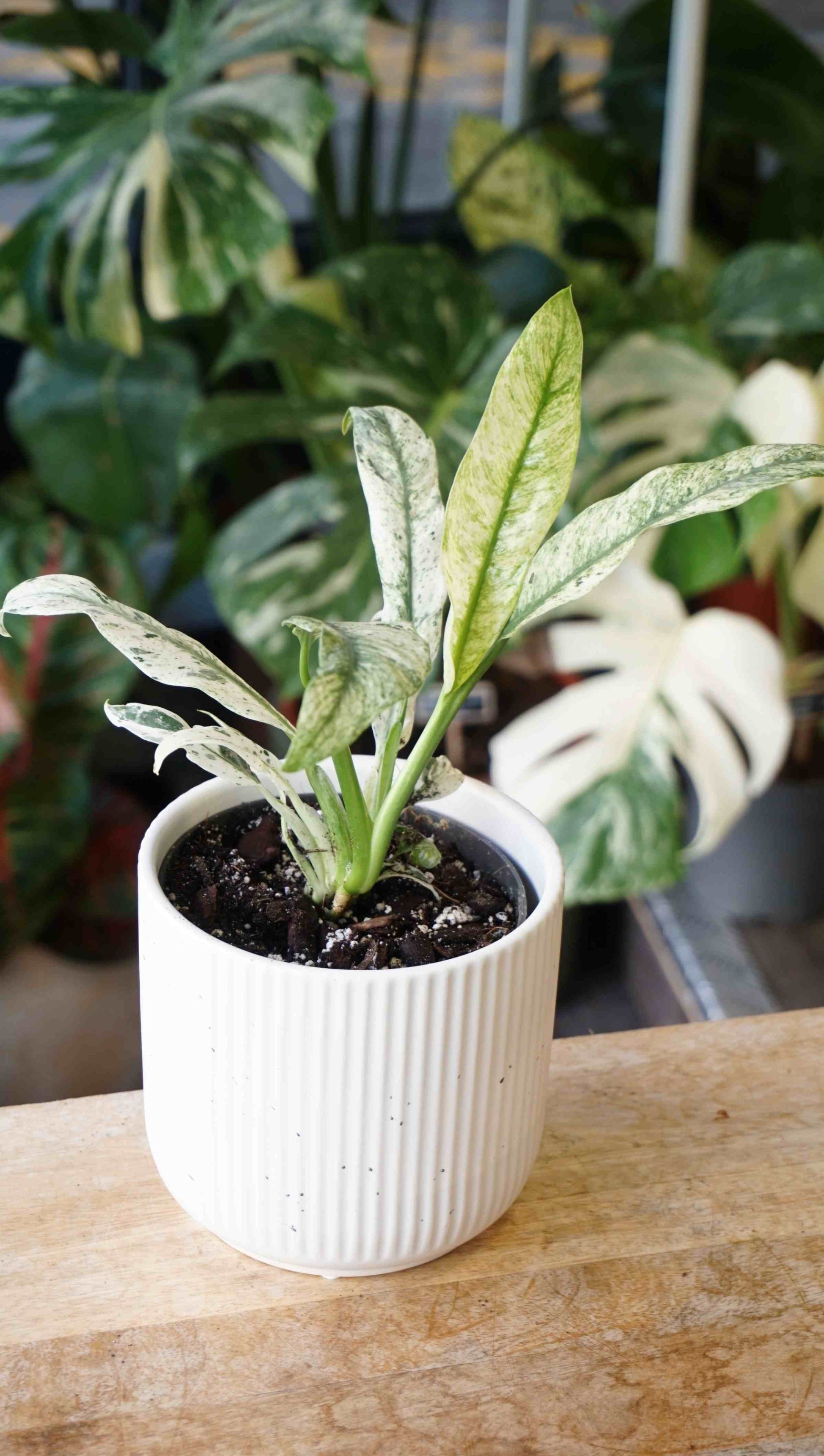 Epipremnum Giganteum Variegata studio plantes rares jungle jardinerie strasbourg rare plant shop online pflanzen