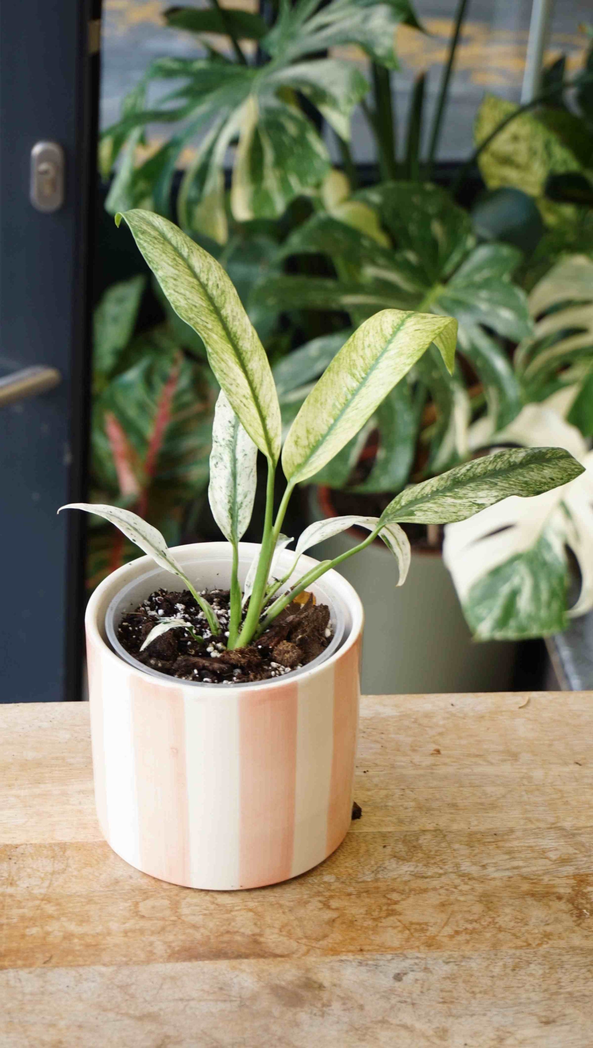 Epipremnum Giganteum Variegata studio plantes rares jungle jardinerie strasbourg rare plant shop online pflanzen