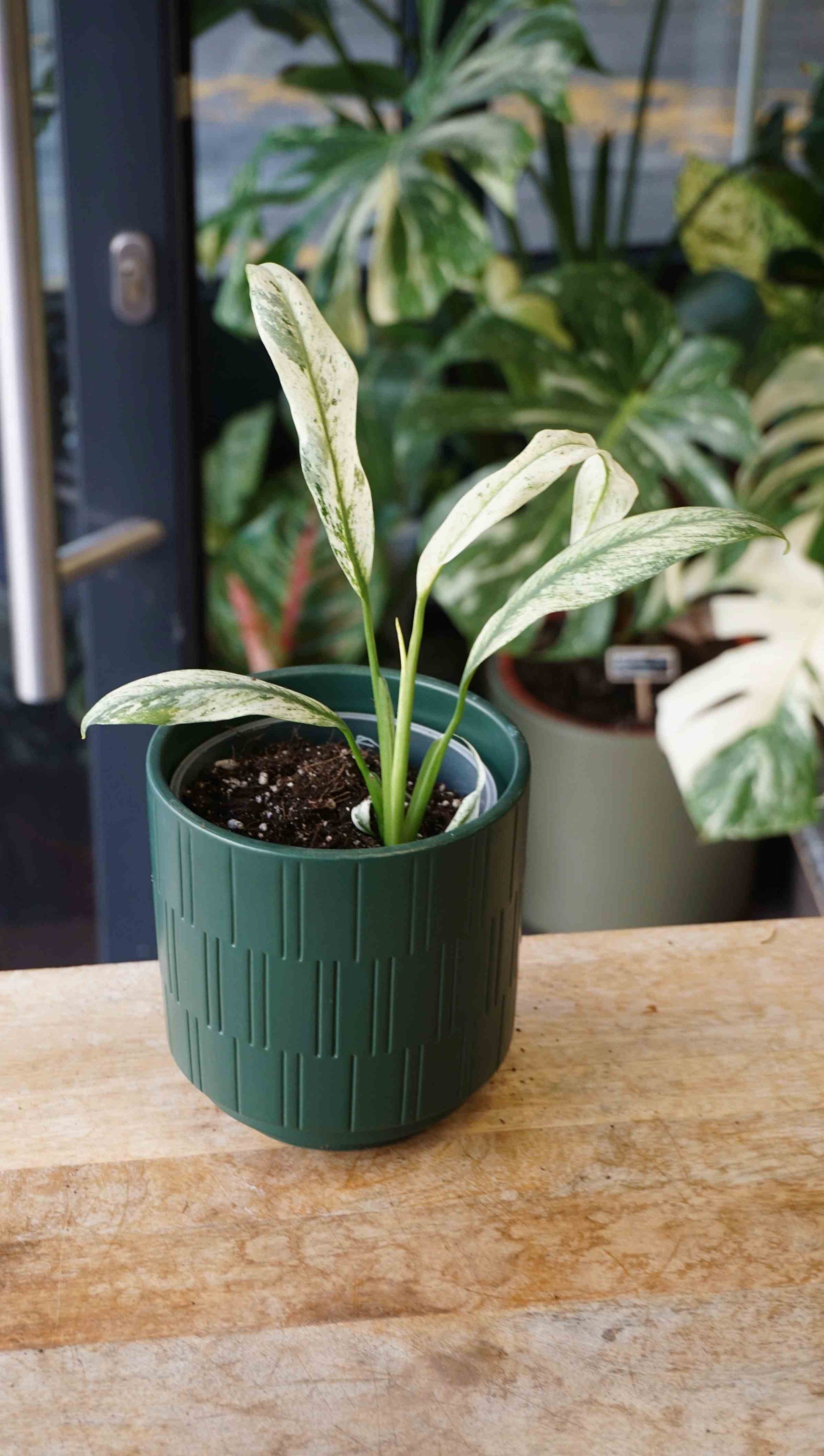 Epipremnum Giganteum Variegata studio plantes rares jungle jardinerie strasbourg rare plant shop online pflanzen