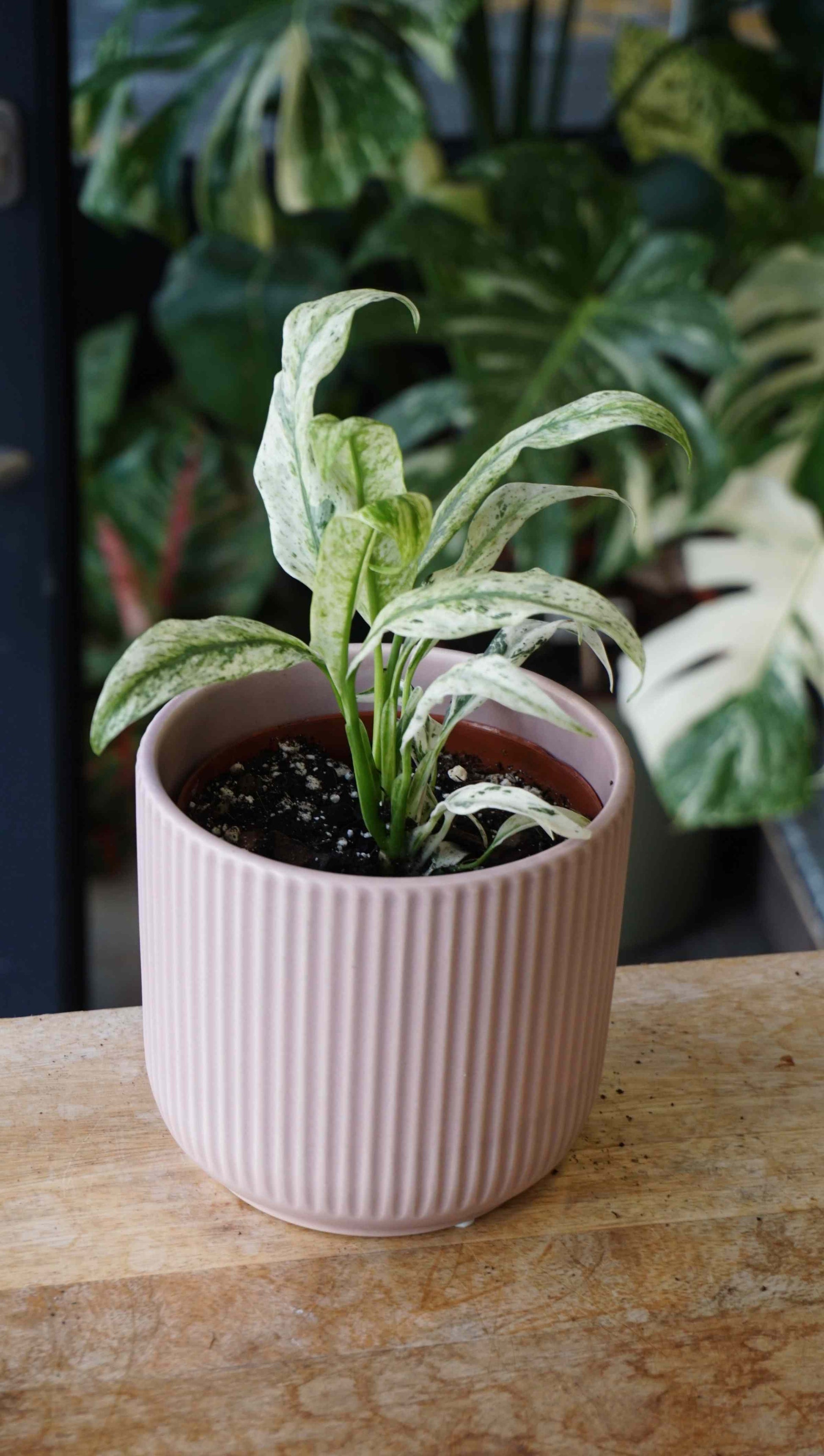 Epipremnum Giganteum Variegata studio plantes rares jungle jardinerie strasbourg rare plant shop online pflanzen