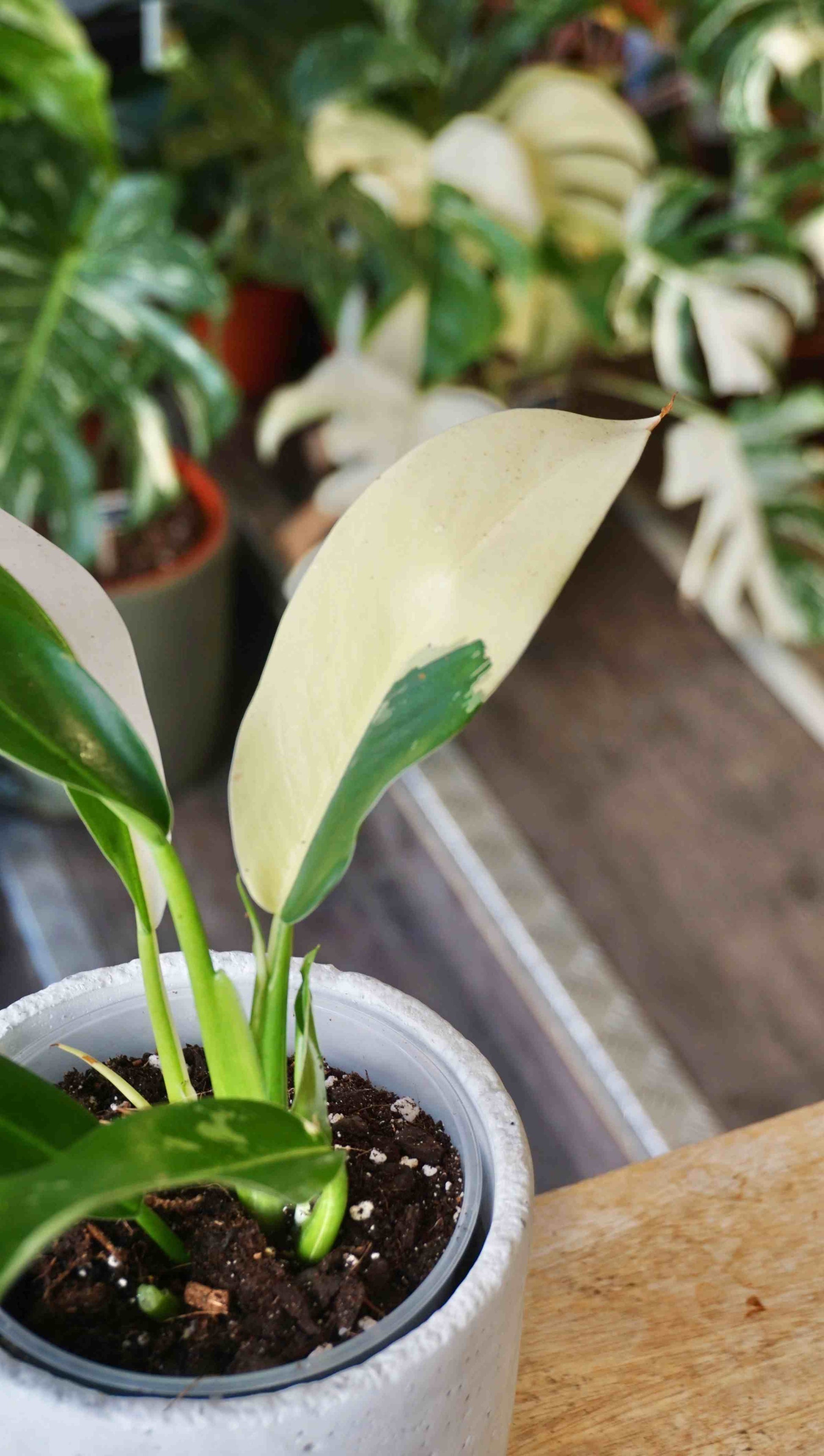philodendron variegata Philodendron Wend Imbe Variegata | Rare plant