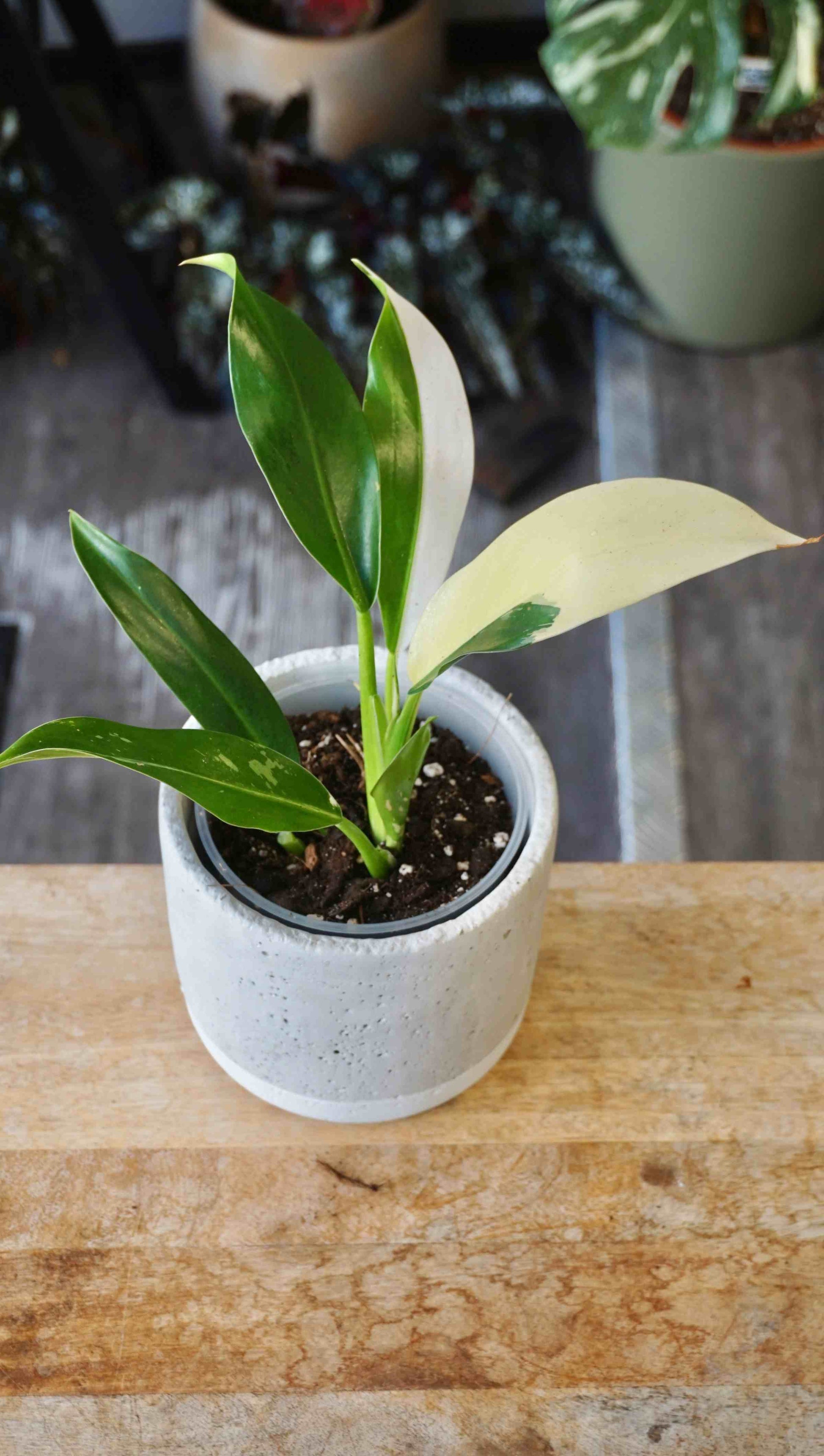 philodendron wend imbe variegated Philodendron Wend Imbe Variegata | Rare plant