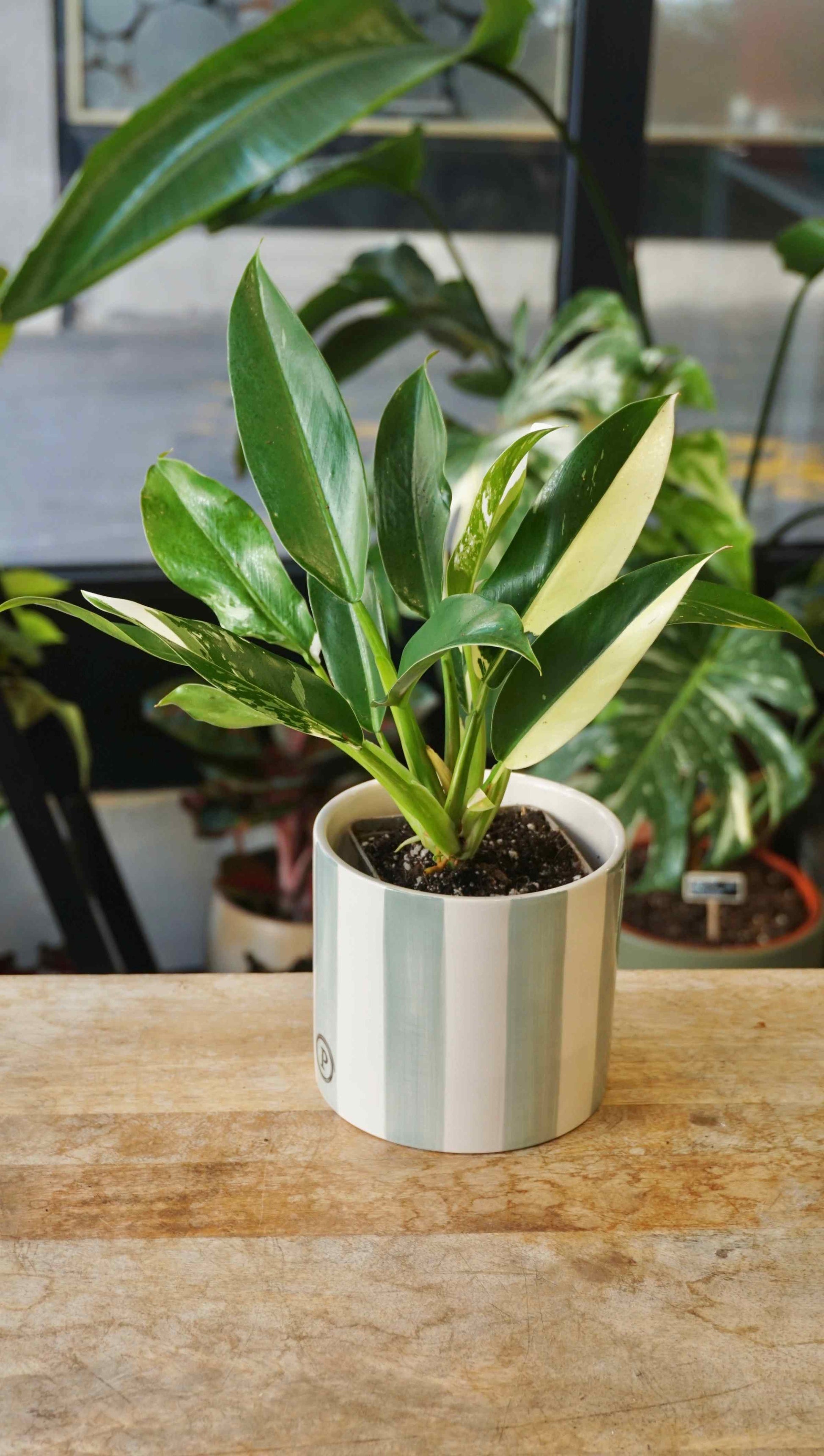 Philodendron Wend Imbe Variegata studio plantes rares jungle jardinerie strasbourg rare plant shop online pflanzen