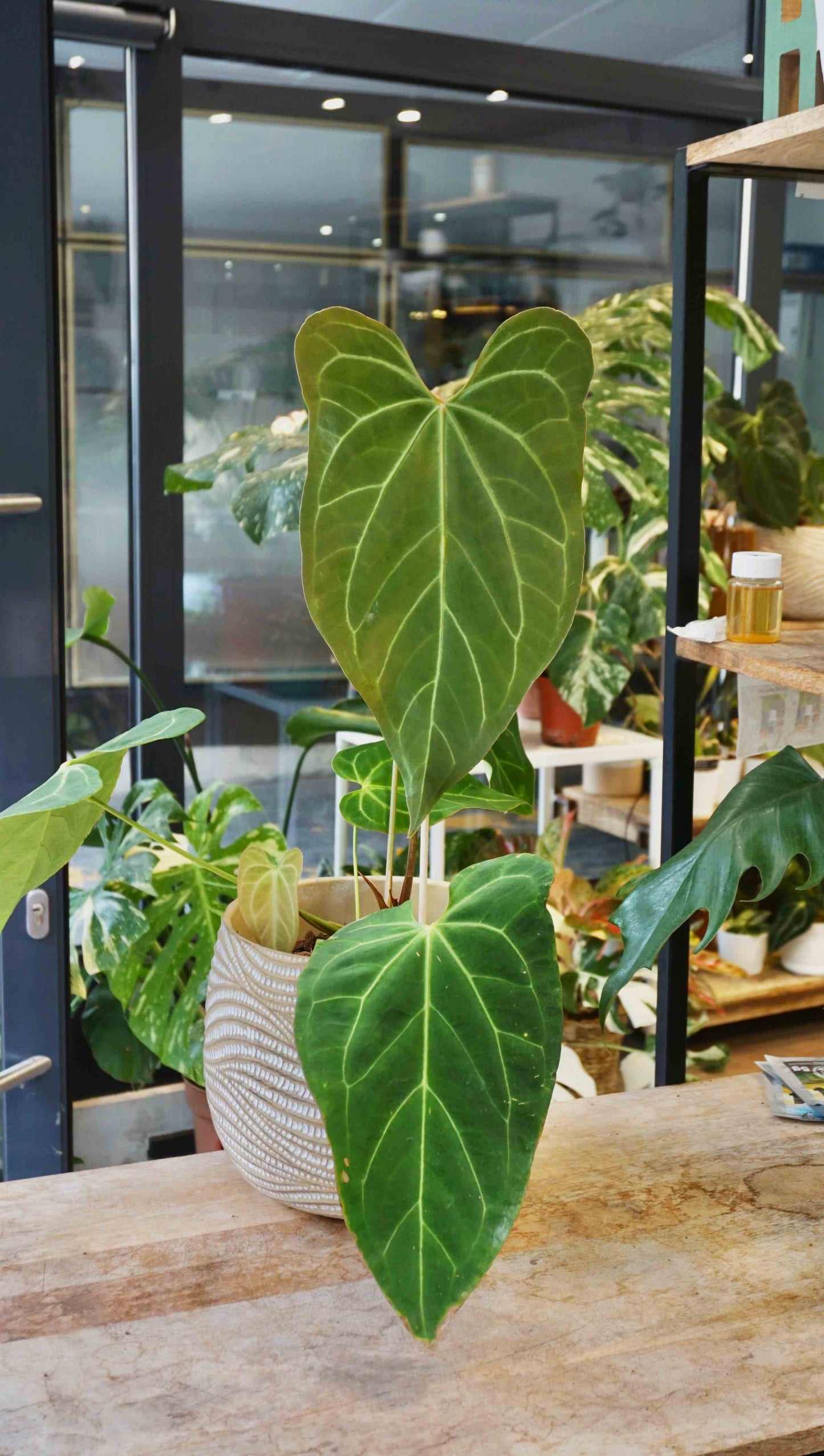 anthurium restless dreamer studio plantes rares jungle jardinerie strasbourg rare plant shop online pflanzen captain aroid hybrid