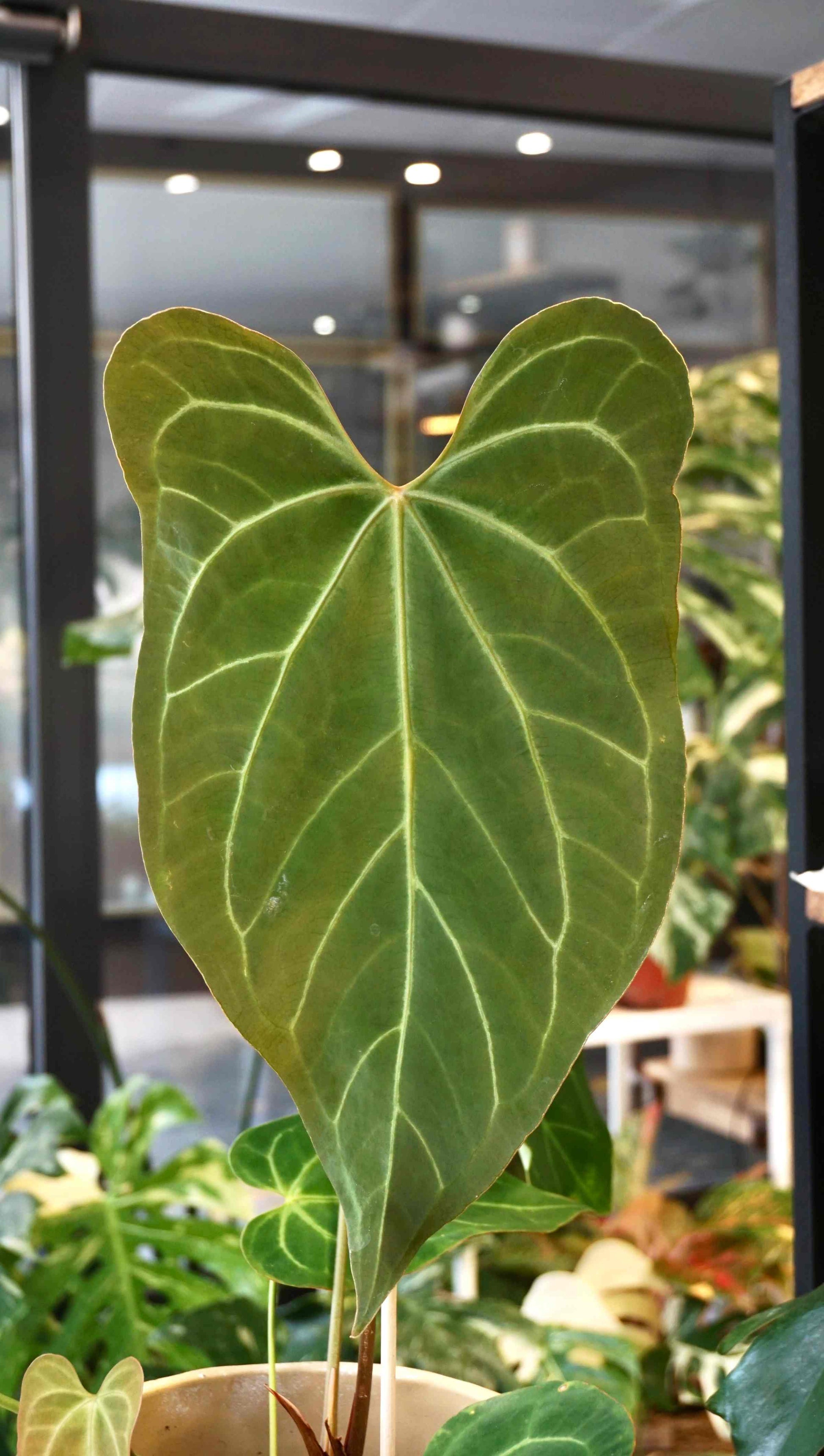 anthurium restless dreamer studio plantes rares jungle jardinerie strasbourg rare plant shop online pflanzen captain aroid hybrid