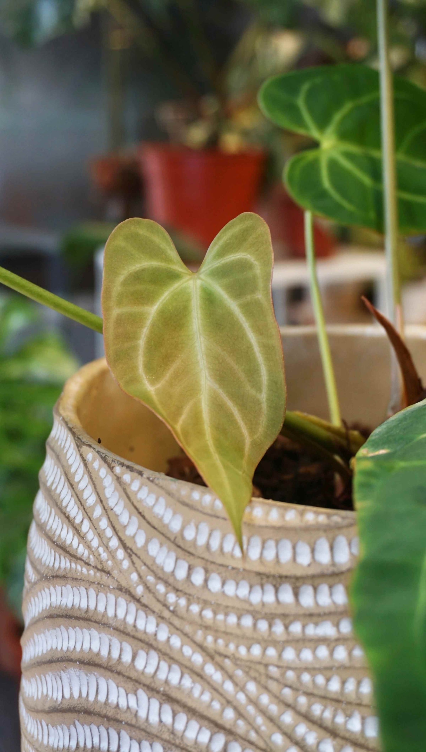anthurium restless dreamer studio plantes rares jungle jardinerie strasbourg rare plant shop online pflanzen captain aroid hybrid