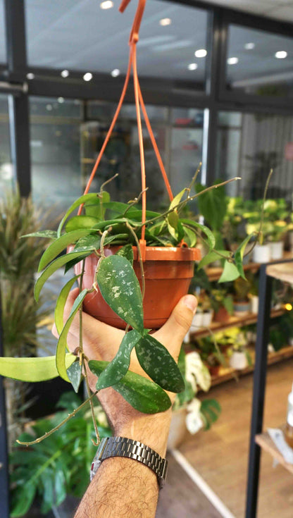 Hoya Phuwuensis studio plantes rares jungle jardinerie strasbourg rare plant shop online pflanzen