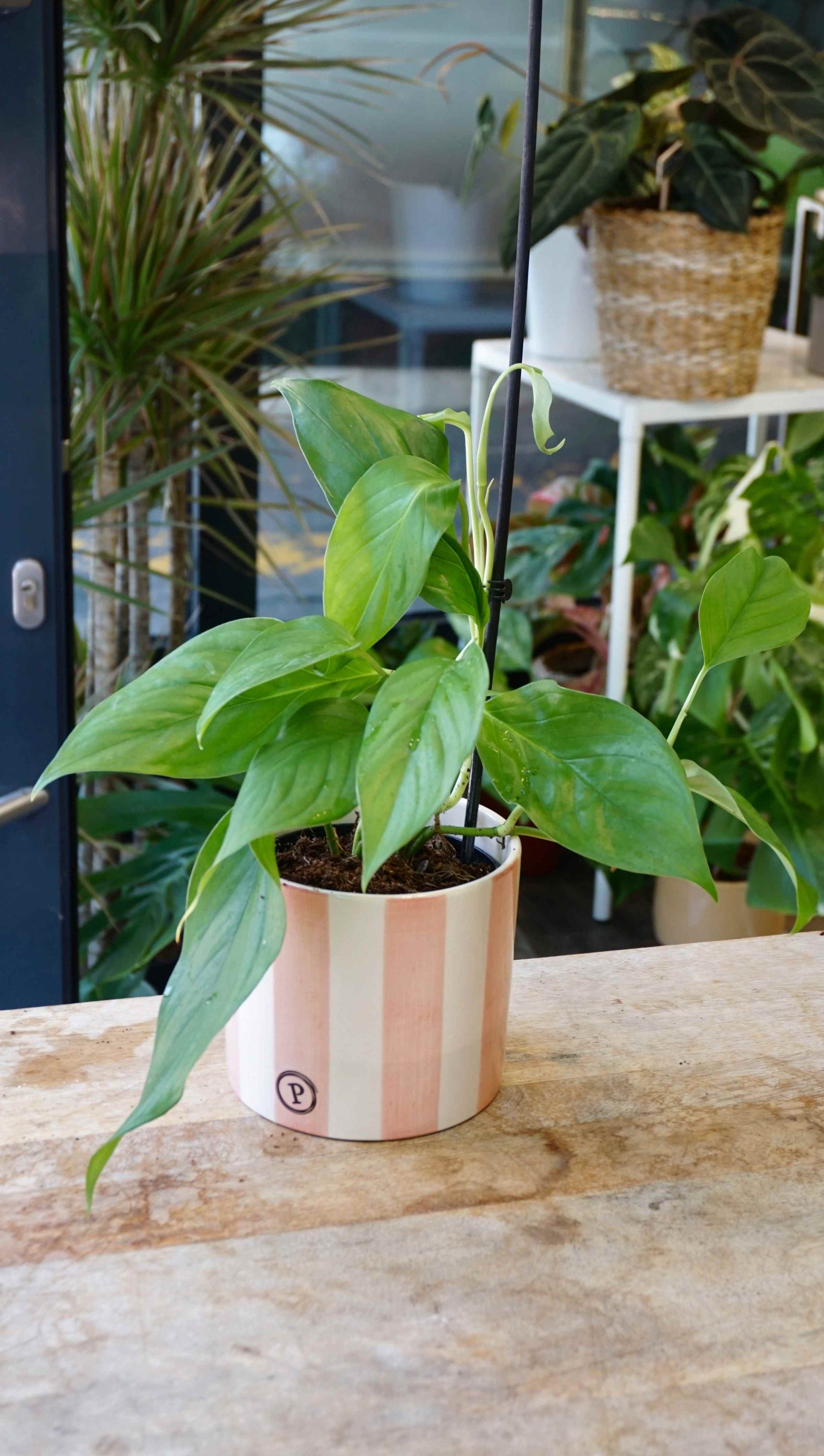 Monstera Acacoyaguensis studio plantes rares jungle jardinerie strasbourg rare plant shop online pflanzen