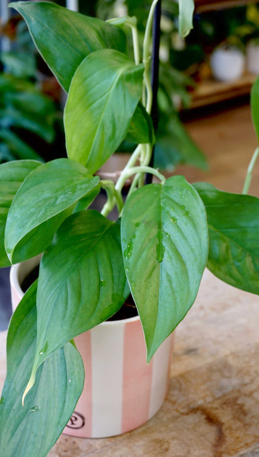 Monstera Acacoyaguensis studio plantes rares jungle jardinerie strasbourg rare plant shop online pflanzen